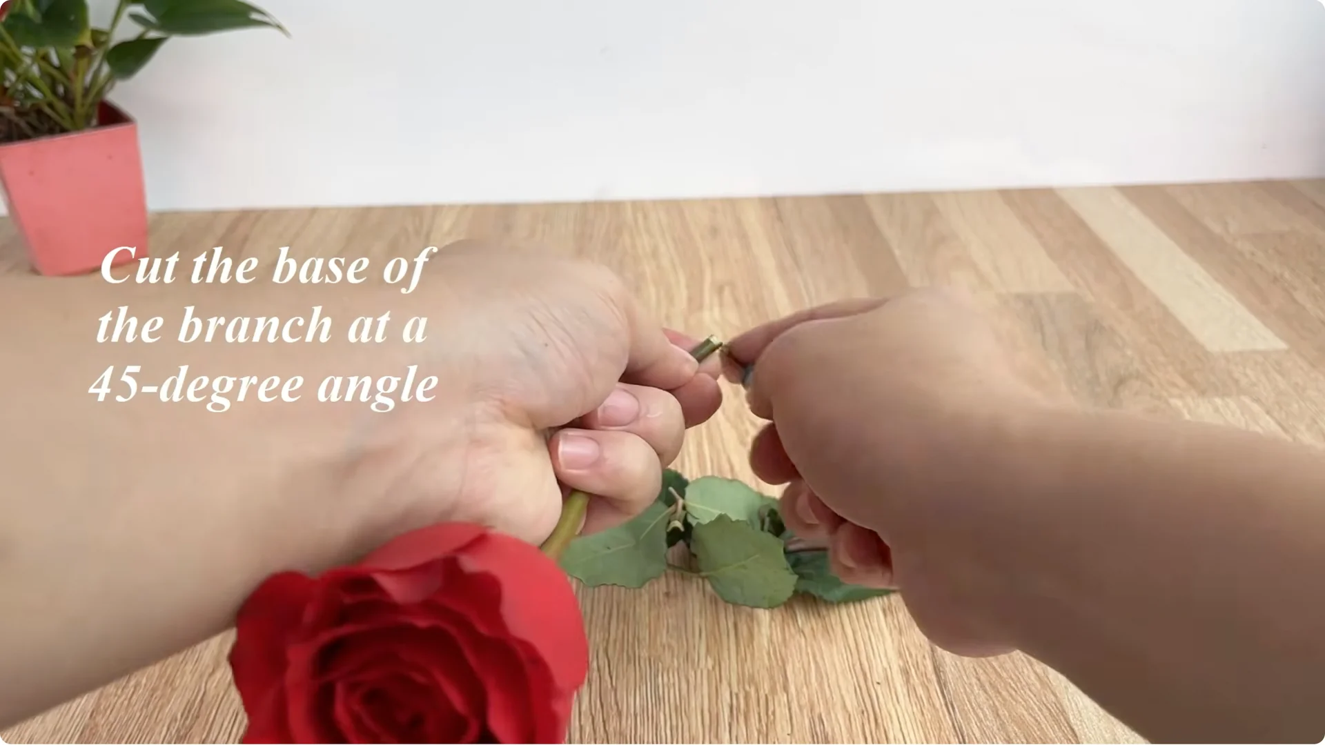How to Make Rose Branches Root and Sprout Overnight screenshot 2