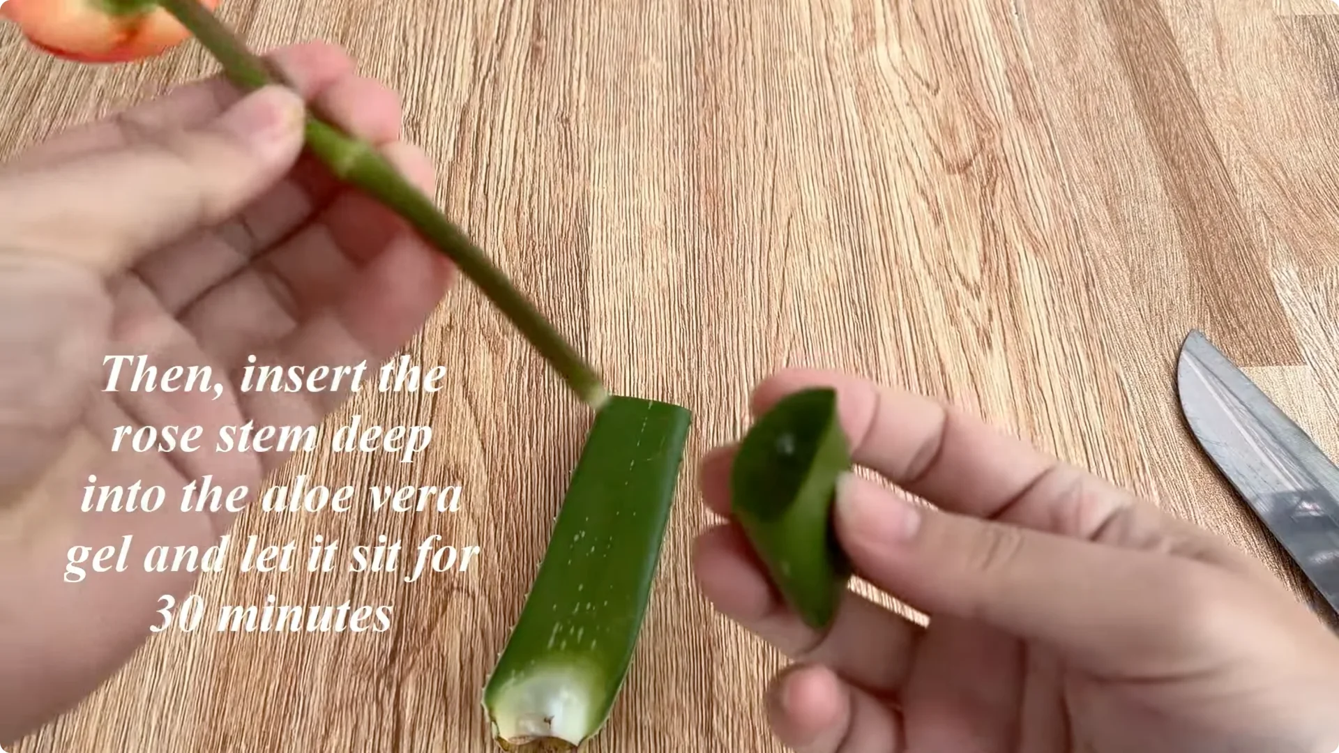 How to Quickly Root a Rose Branch for Fast Growth screenshot 2