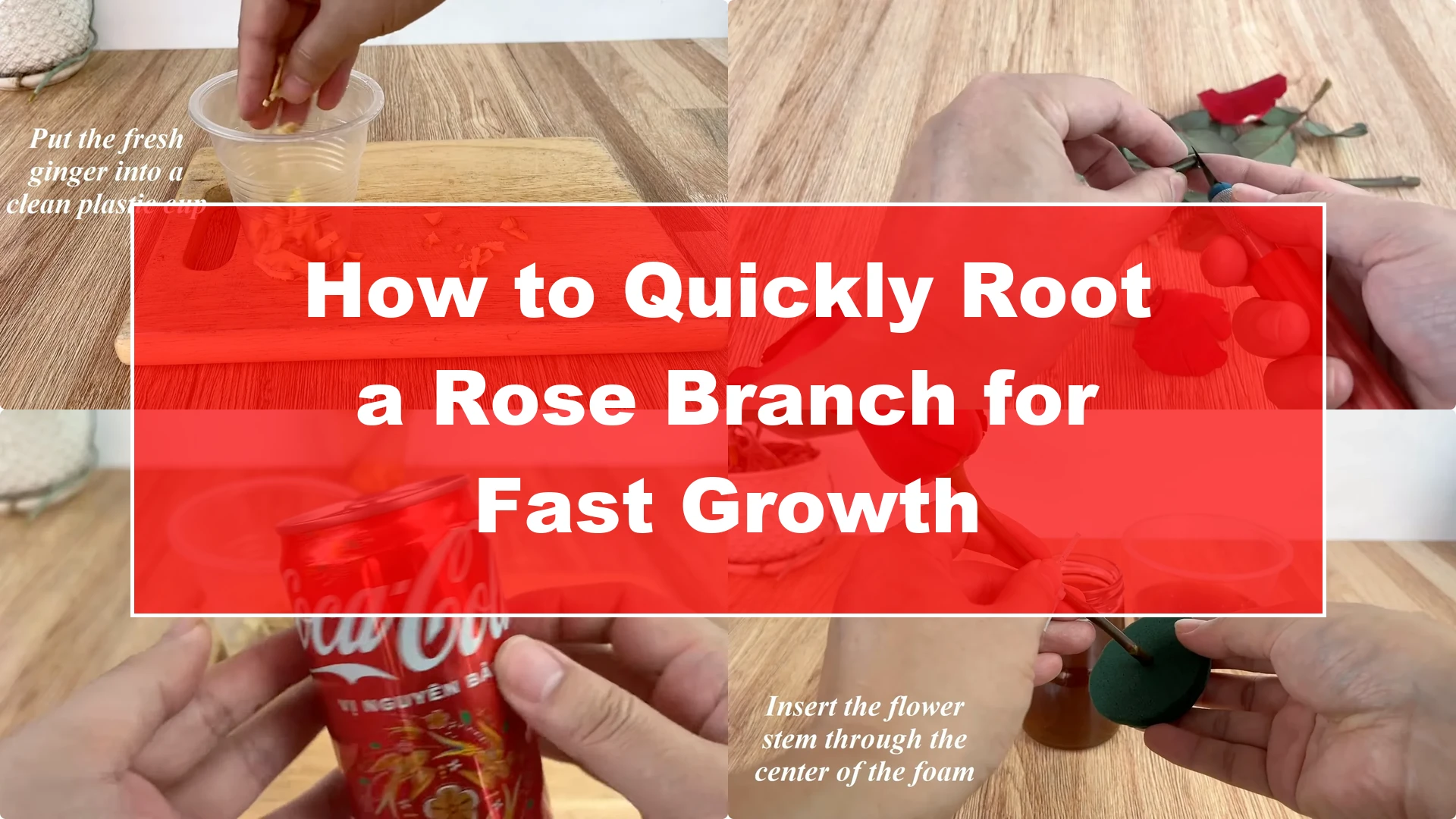 How to Quickly Root a Rose Branch for Fast Growth - Featured Image