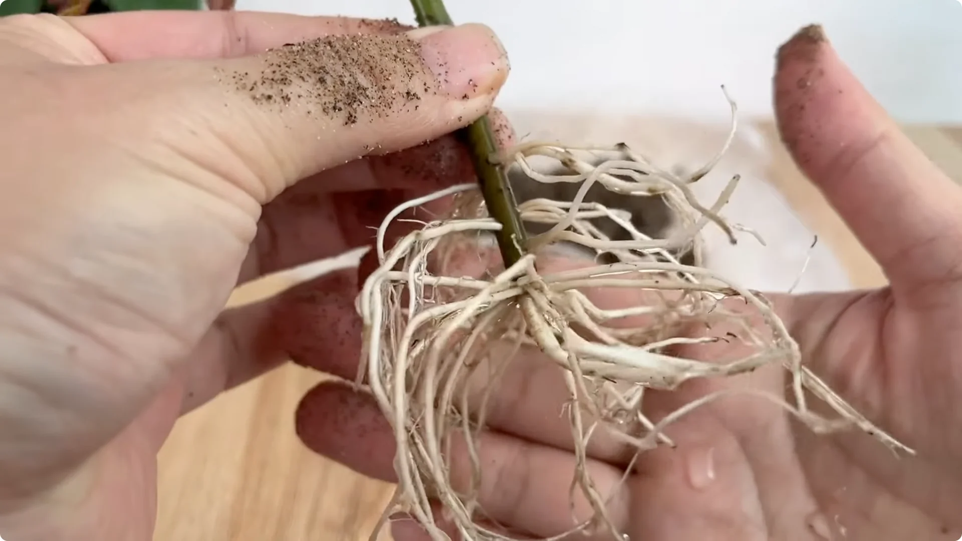 One Spoonful Trick for a Rose Plant Full of Roots and Blooms screenshot 8