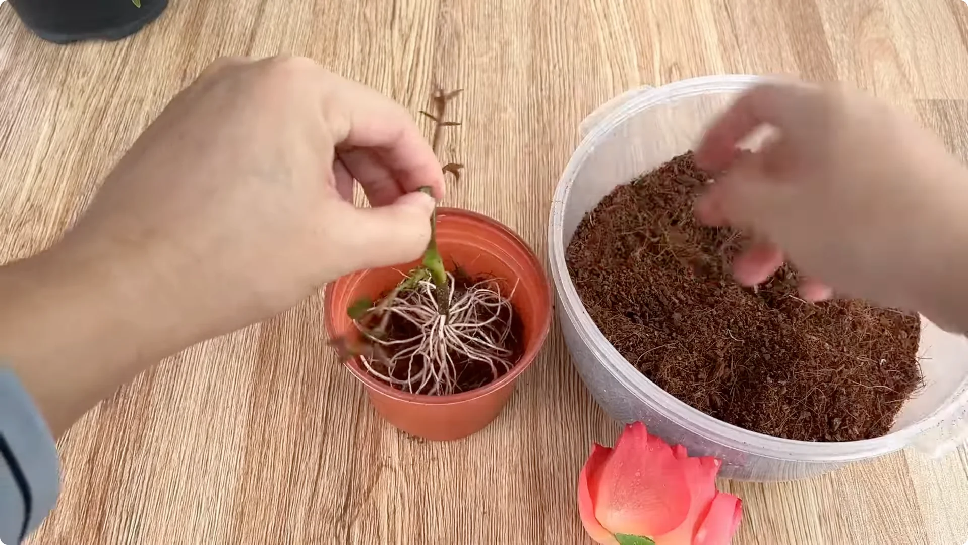 One Spoonful Trick for a Rose Plant Full of Roots and Blooms screenshot 9