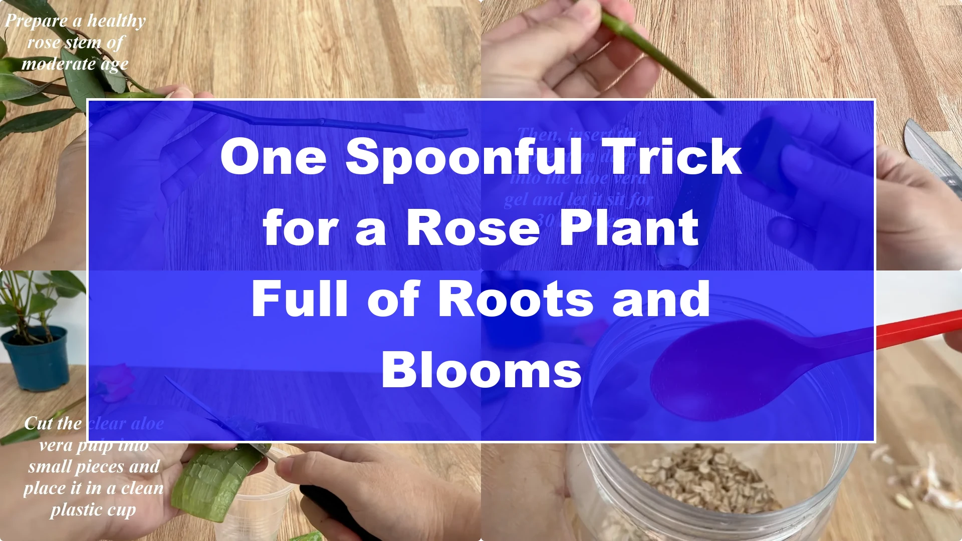 One Spoonful Trick for a Rose Plant Full of Roots and Blooms - Featured Image