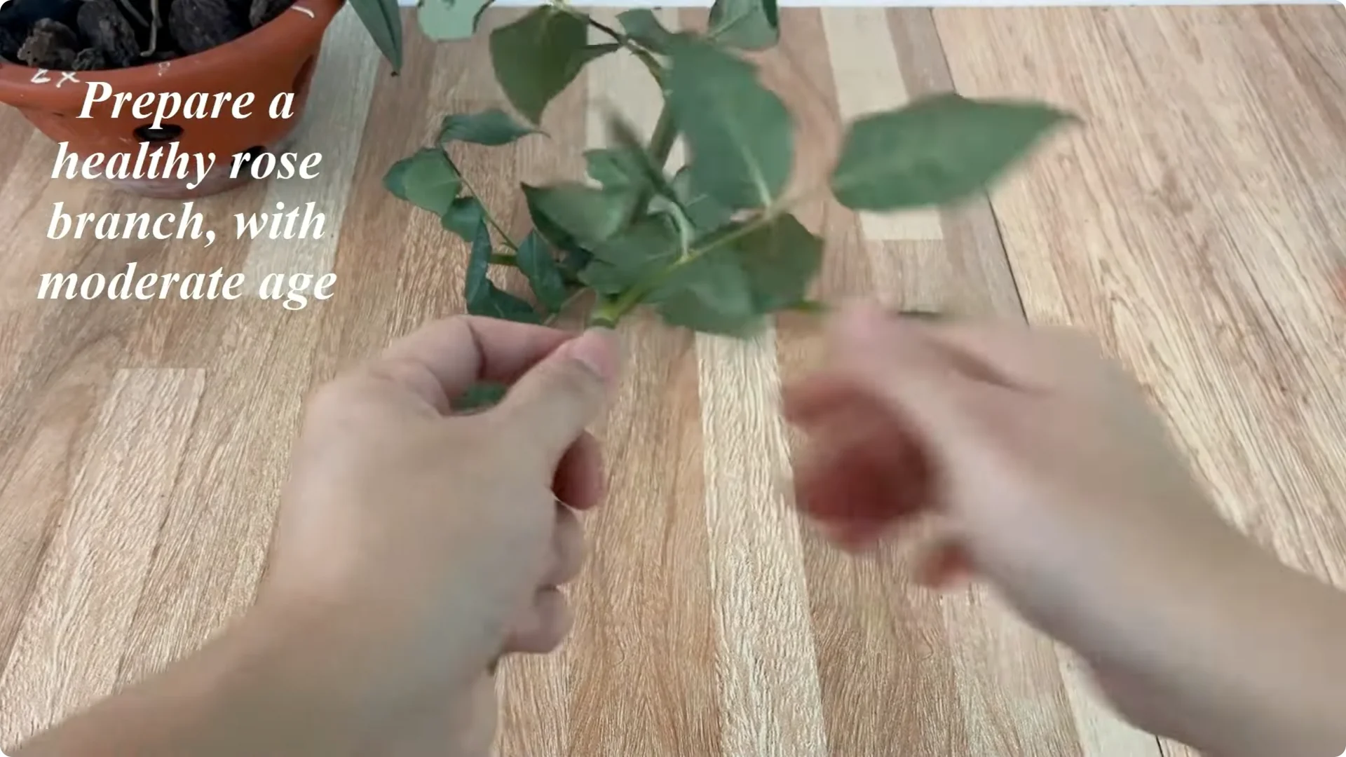 The Easy Trick to Make Rose Cuttings Root and Bloom Fast screenshot 2