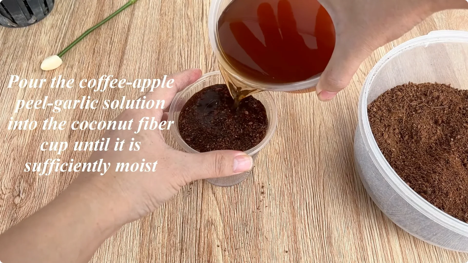 The Simple Method That Changed How I Propagate Roses screenshot 10