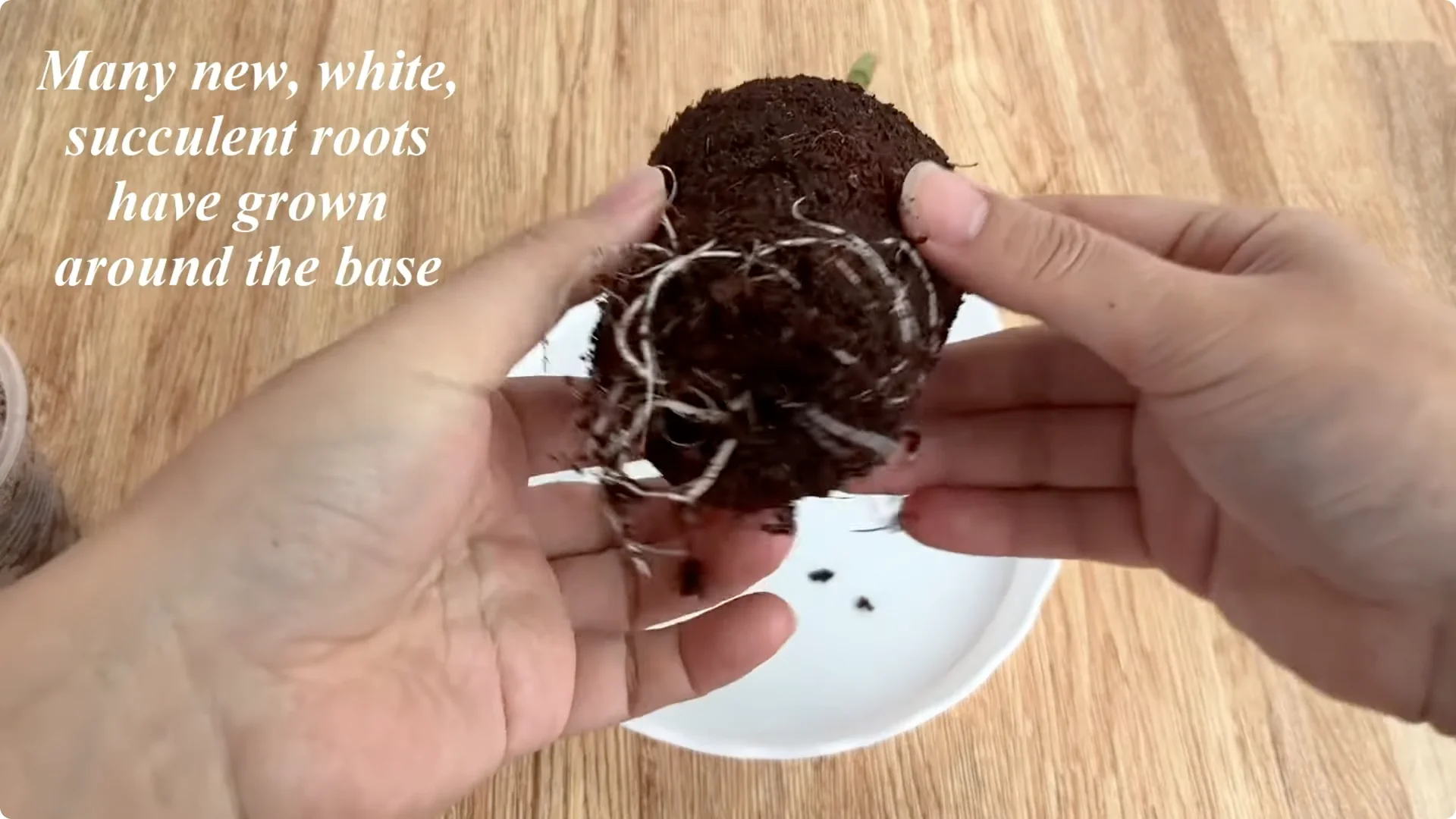 The Simple Method That Changed How I Propagate Roses screenshot 13
