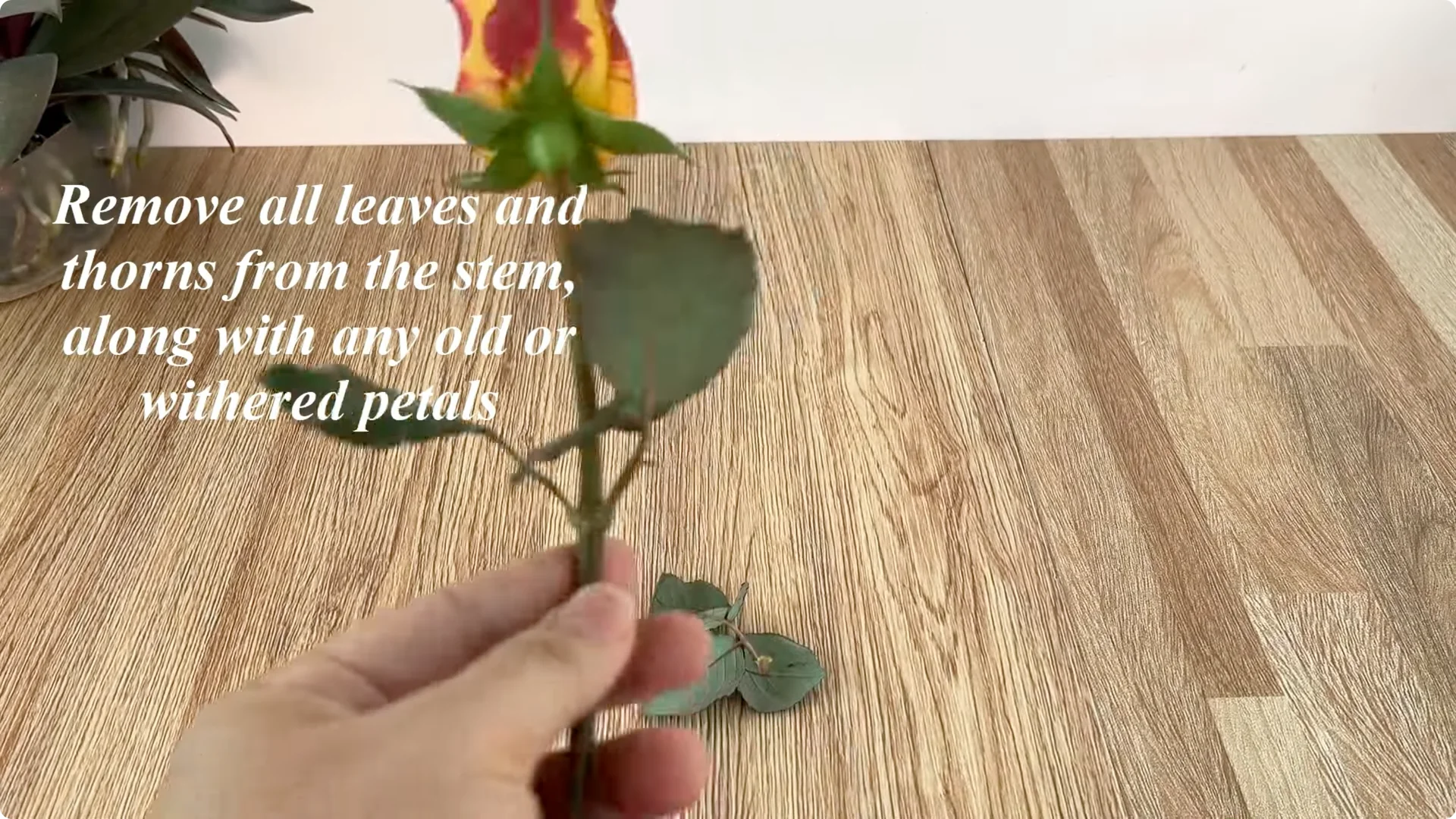 The Simple Trick That Surprised Me When Propagating Roses screenshot 1