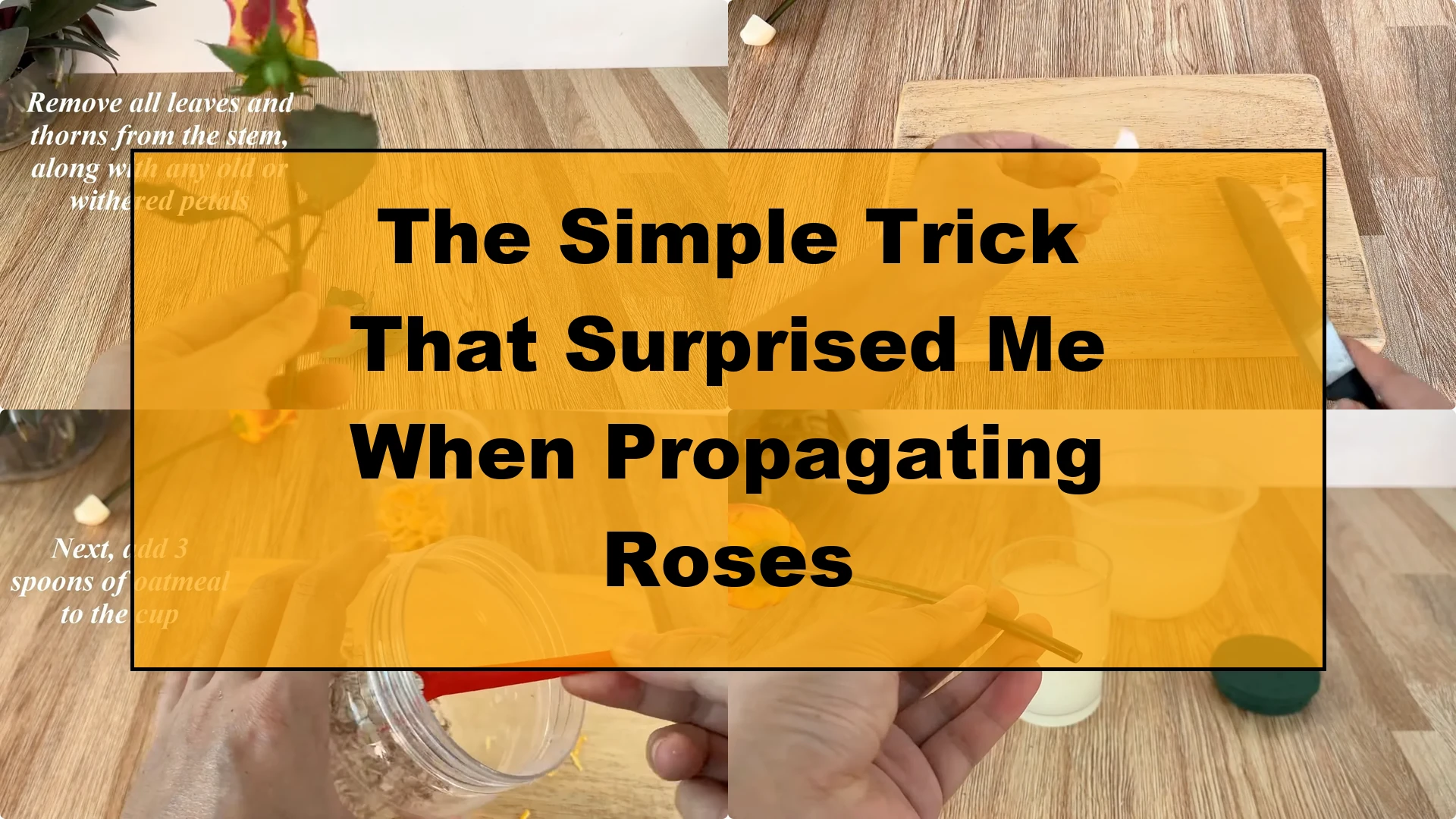 The Simple Trick That Surprised Me When Propagating Roses - Featured Image