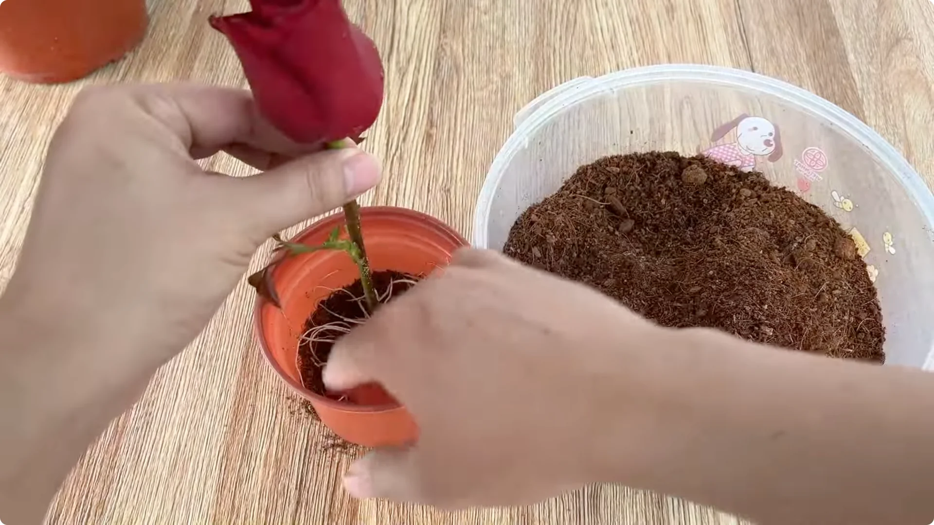 The Surprising Method to Propagate Roses Easily screenshot 10