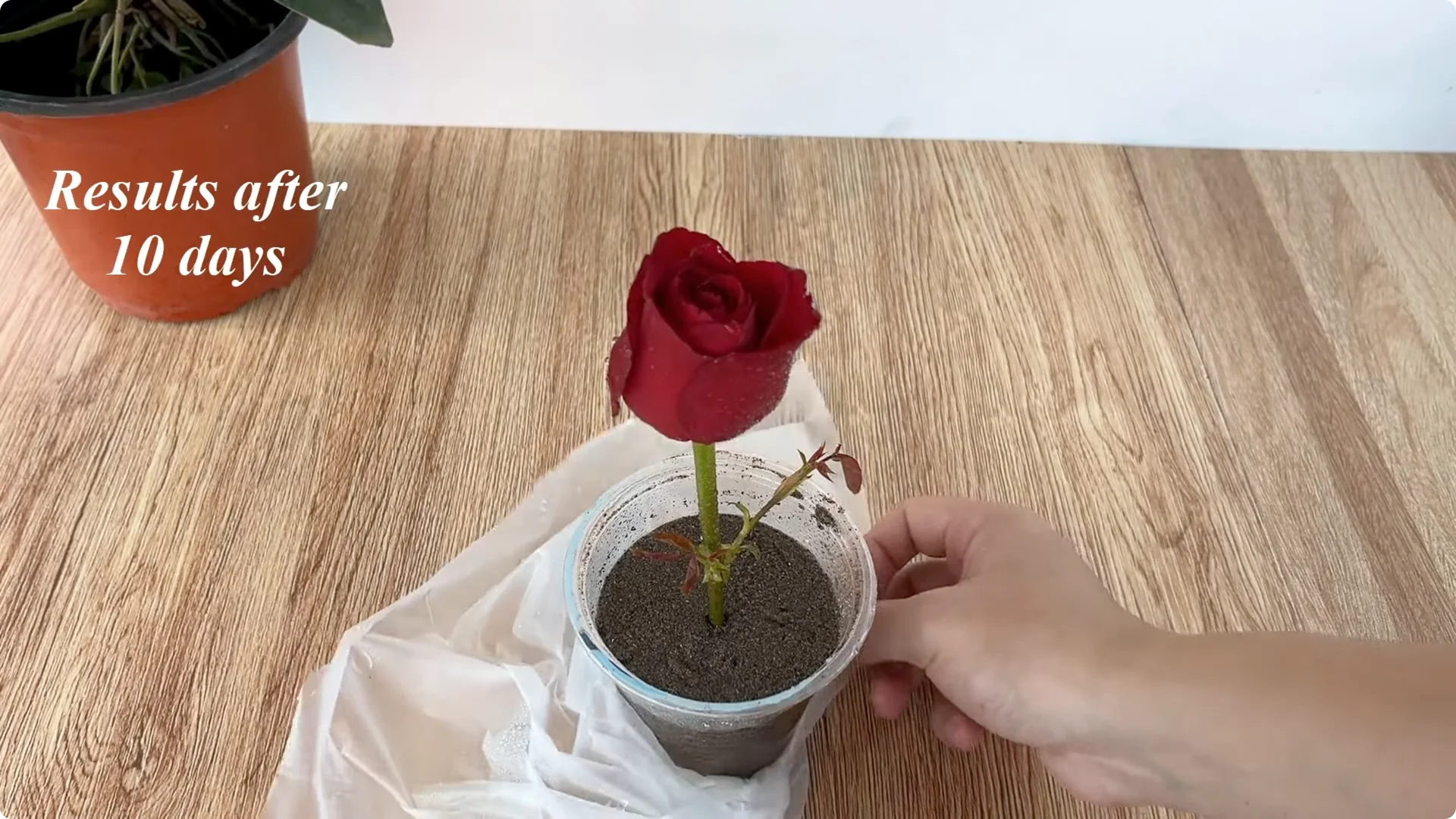 The Surprising Method to Propagate Roses Easily screenshot 8