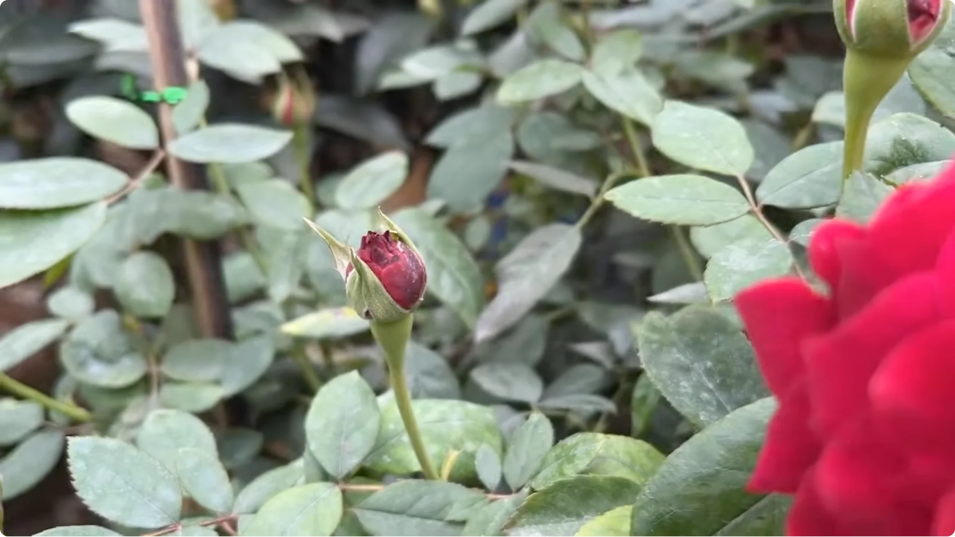 What Happens When You Insert a Rose Branch Into an Onion? screenshot 1