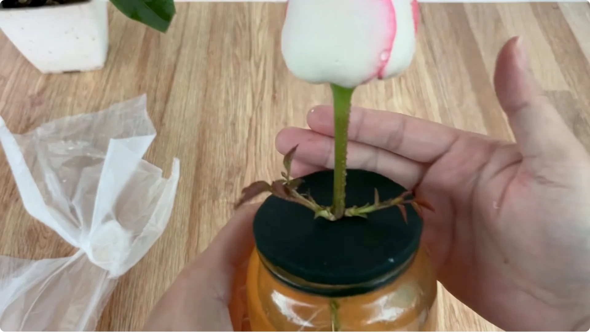 What Happens When You Insert a Rose Branch Into an Onion? screenshot 9