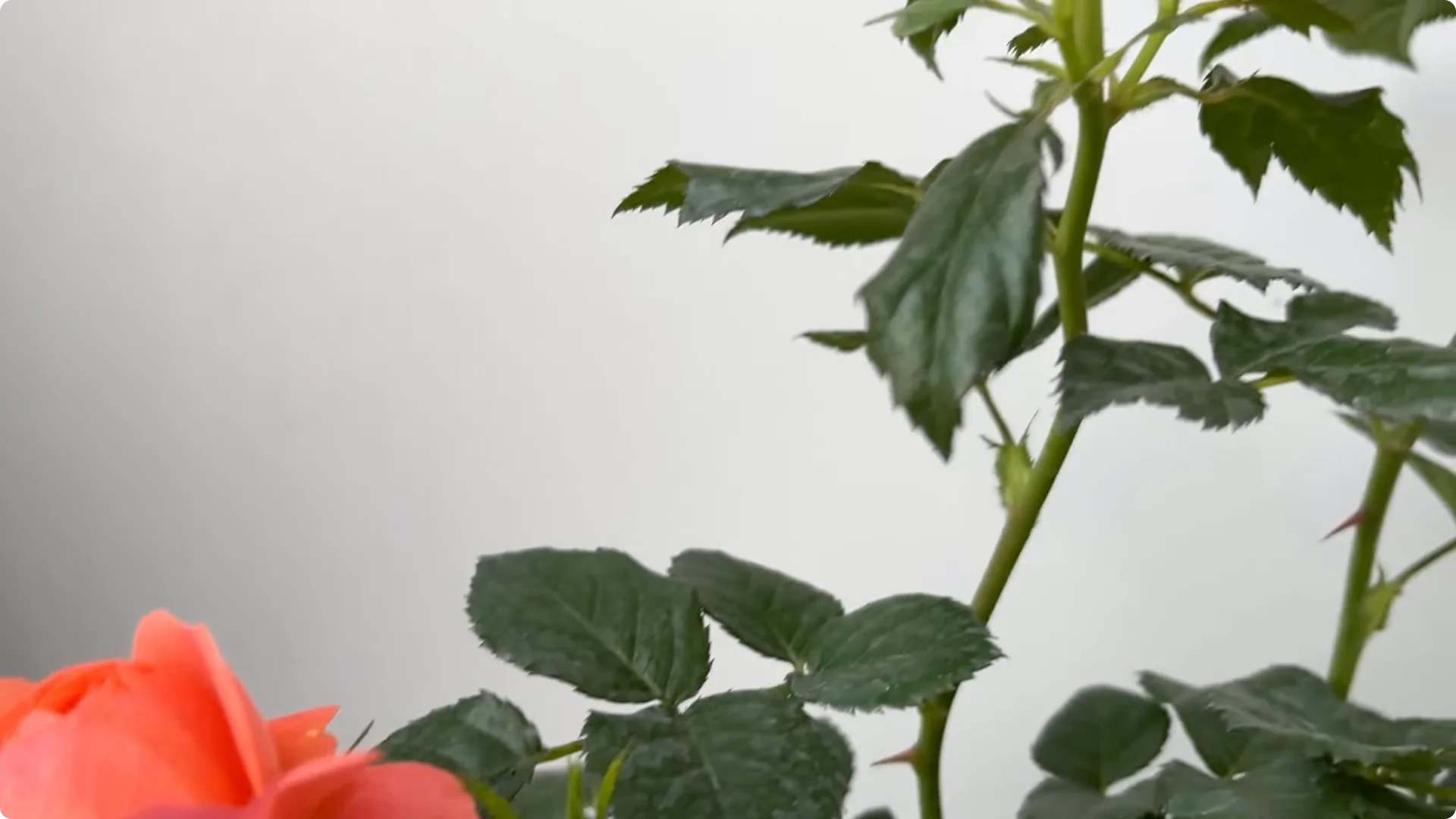 How 1 Cup a Week Transforms Any Rose Plant’s Growth screenshot 1
