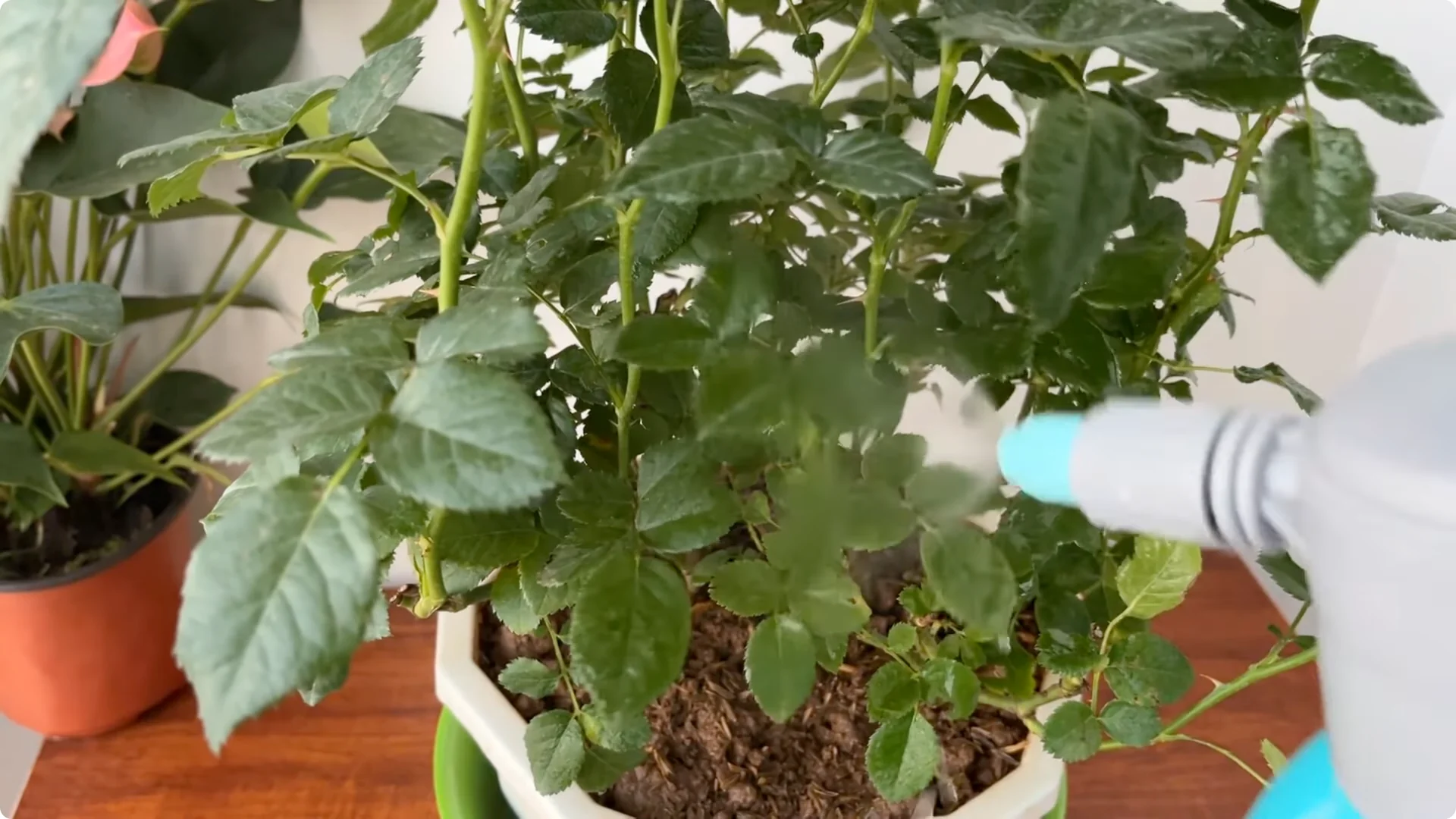 How 1 Cup a Week Transforms Any Rose Plant’s Growth screenshot 11