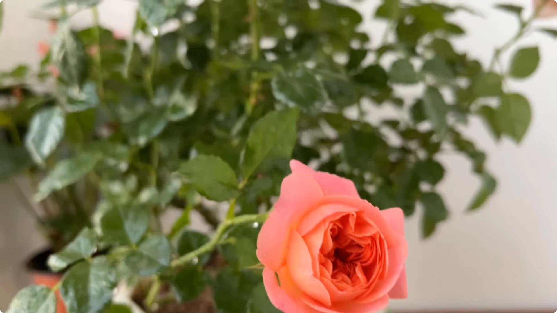 How 1 Cup a Week Transforms Any Rose Plant’s Growth screenshot 13