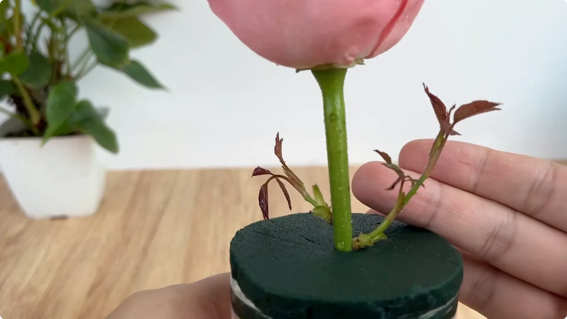 How Did This Rose Branch Root and Sprout So Fast? screenshot 10