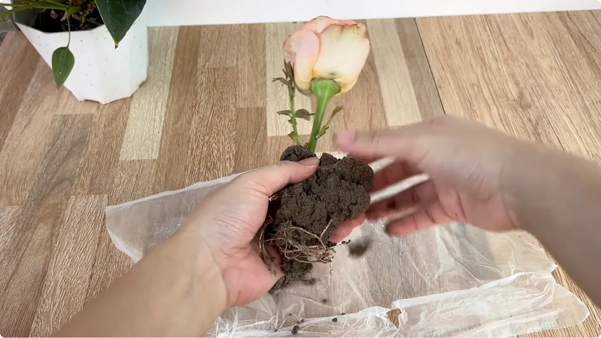 How Garlic Helped the Rose Branch Suddenly Bloom Abundantly screenshot 7