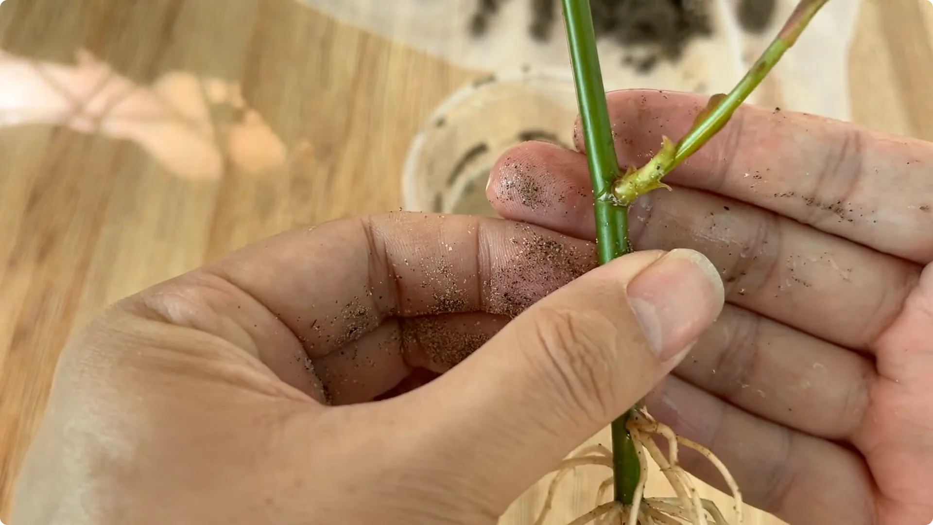 How Garlic Transforms Rose Propagation with Fast Results screenshot 9