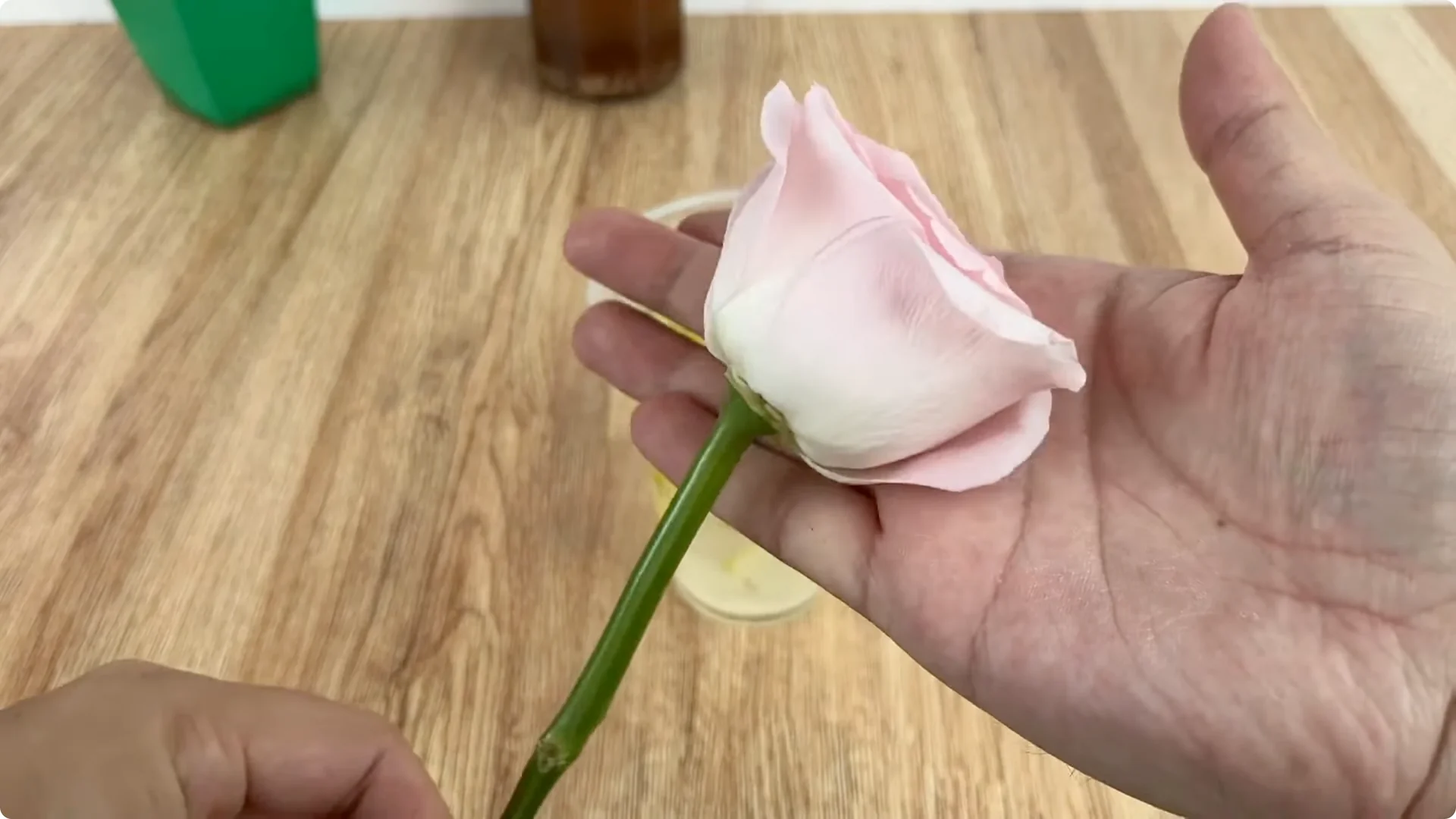 How Just 1 Cup Helps Rose Branches Root and Bloom Year-Round screenshot 3