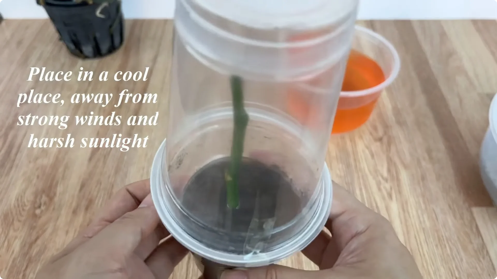 How One Cup Can Grow a Rose Plant Full of Roots and Blooms screenshot 7