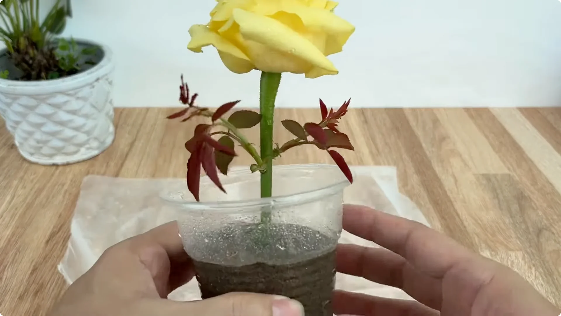 How One Egg Sparked a Rose Branch to Bloom and Root Deep screenshot 14