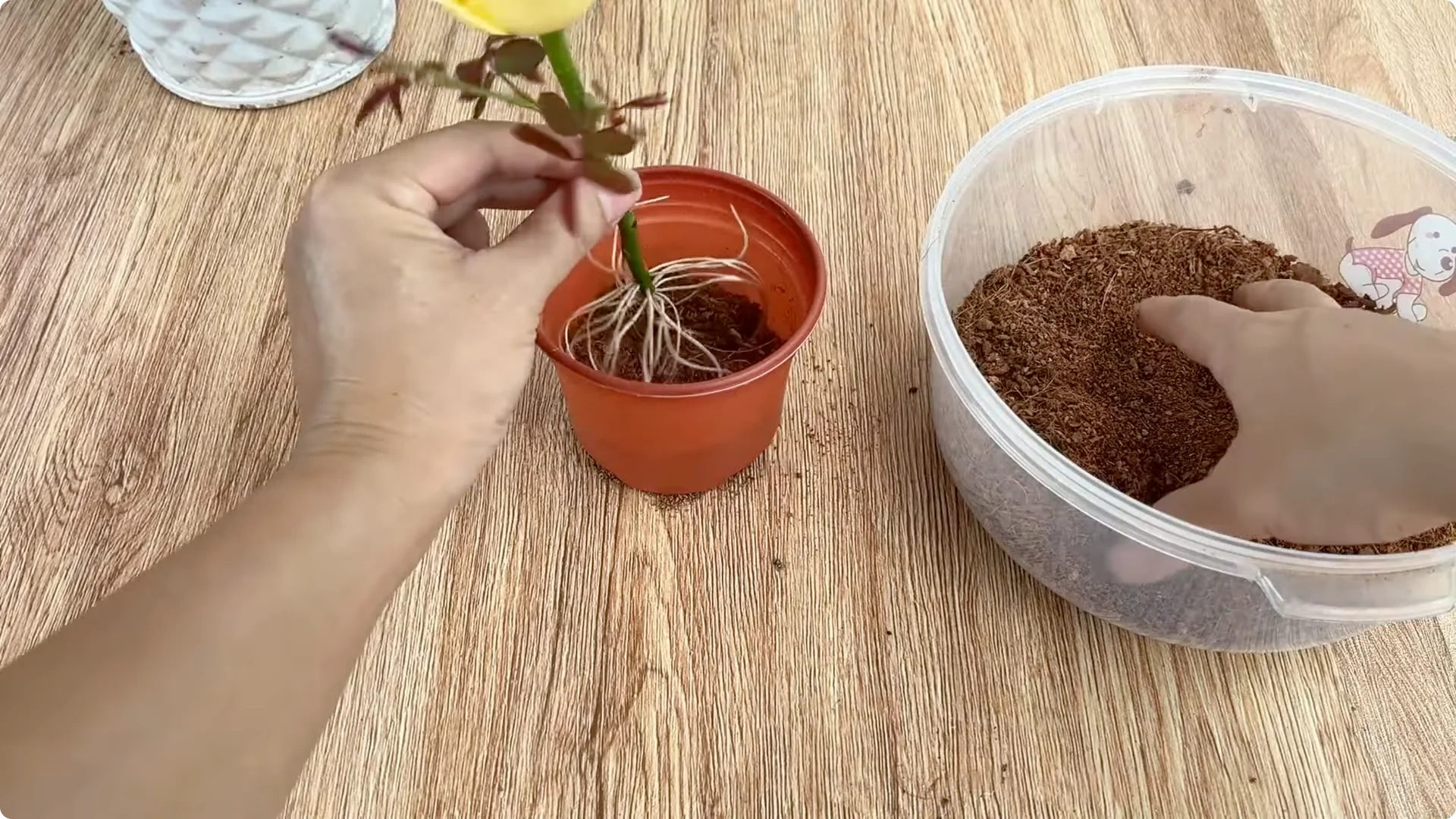 How One Egg Sparked a Rose Branch to Bloom and Root Deep screenshot 15