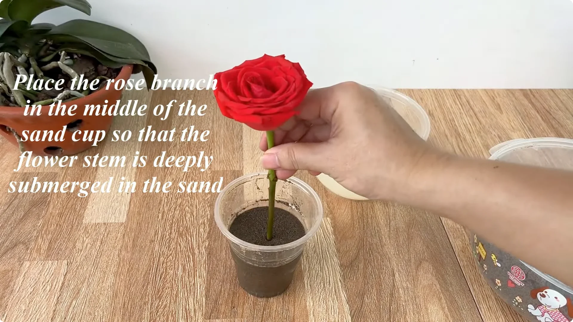 How One Egg Sparked a Rose Branch to Bloom and Root Deep screenshot 6