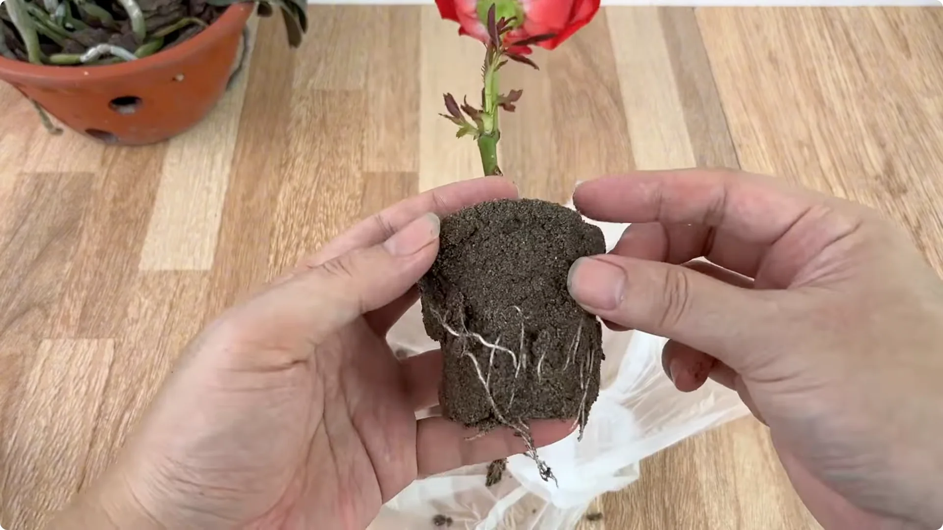 How One Egg Sparked a Rose Branch to Bloom and Root Deep screenshot 8