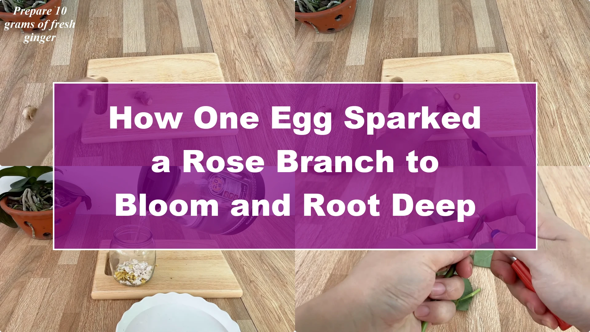 How One Egg Sparked a Rose Branch to Bloom and Root Deep - Featured Image