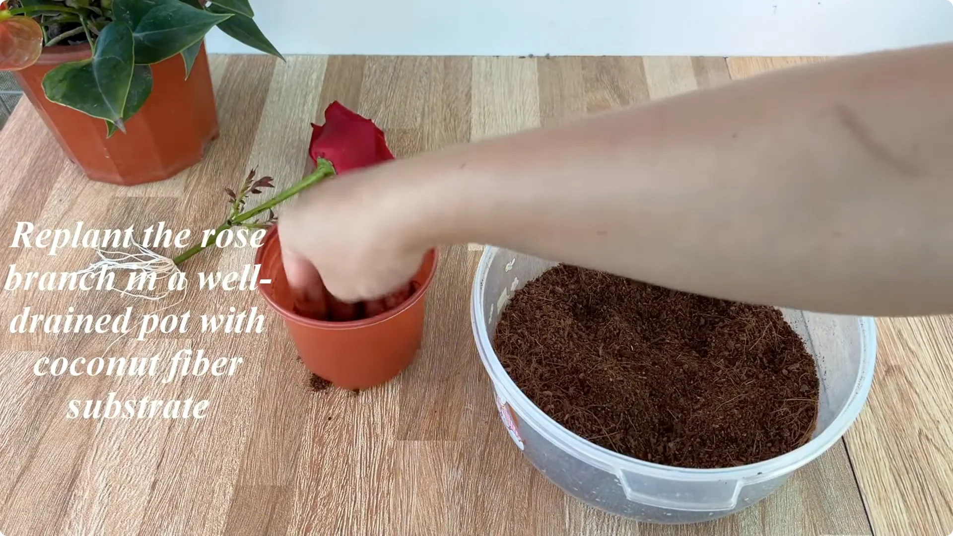 How One Slice of Bread Can Boost Rose Branch Growth Dramatically screenshot 16