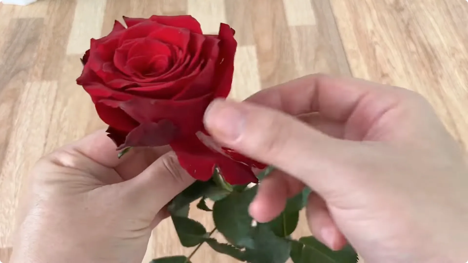 How One Slice of Bread Can Boost Rose Branch Growth Dramatically screenshot 2