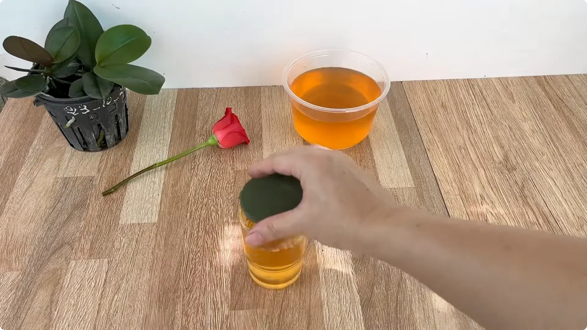 How Onions Unlock a Faster Way to Propagate Roses screenshot 11