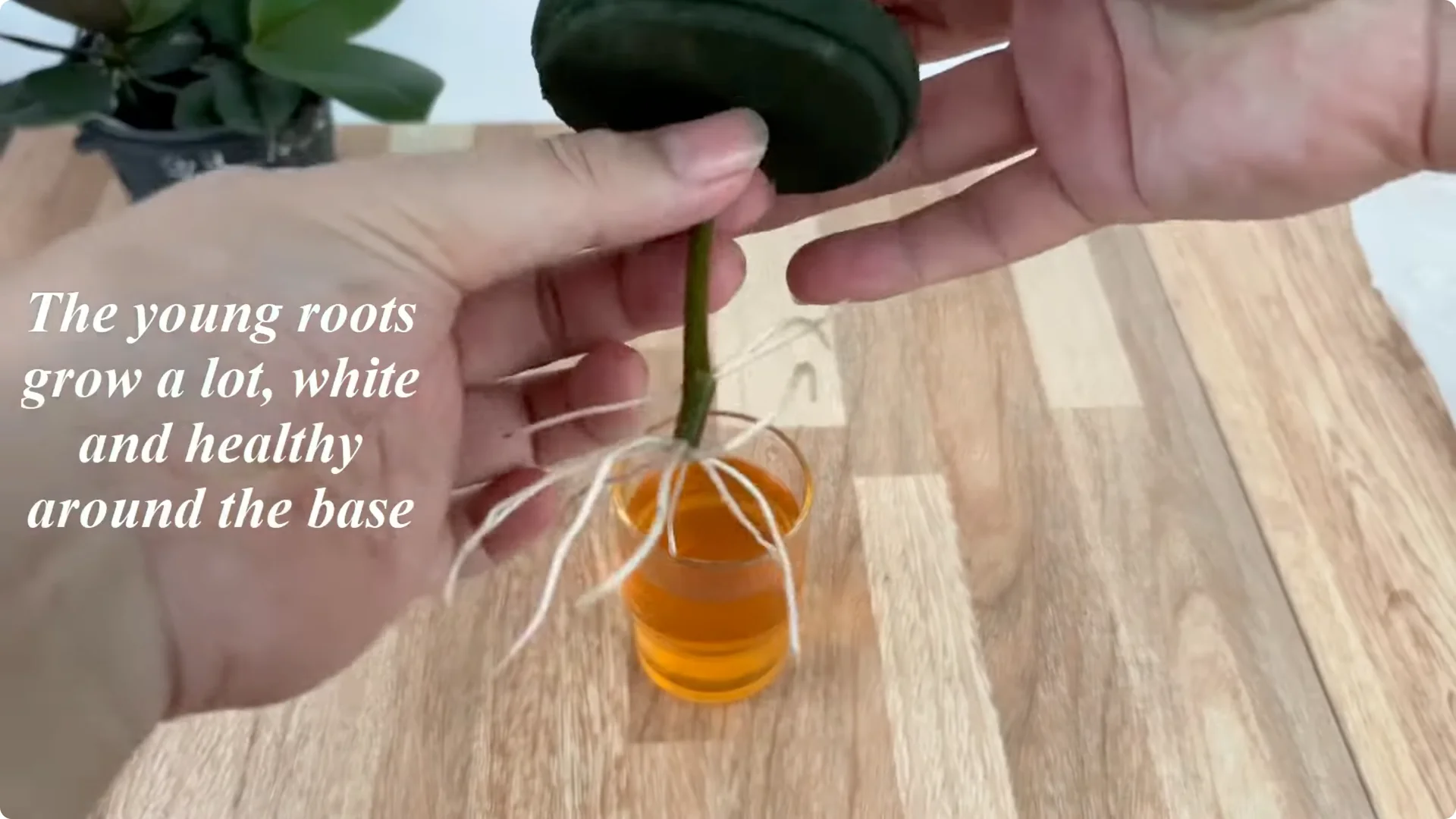 How Onions Unlock a Faster Way to Propagate Roses screenshot 13