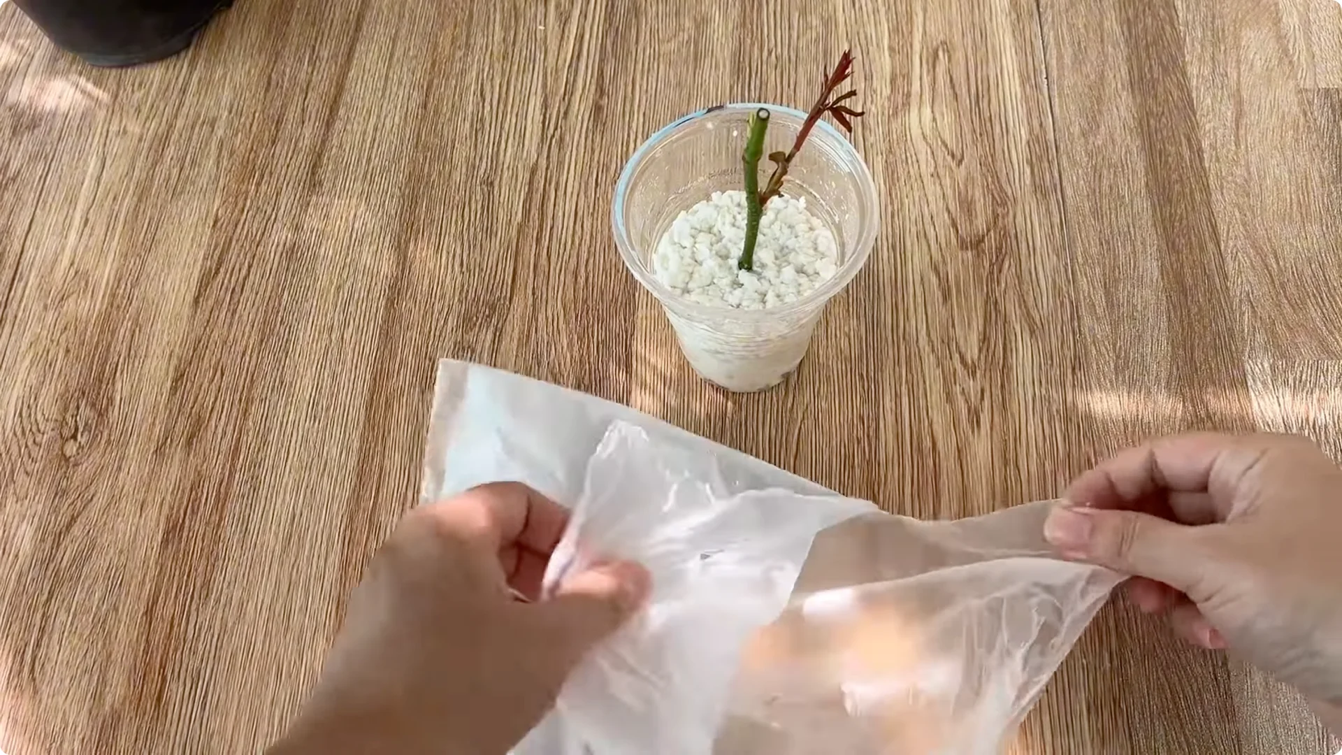 How Onions Unlock a Simple, Effective Way to Propagate Roses screenshot 27