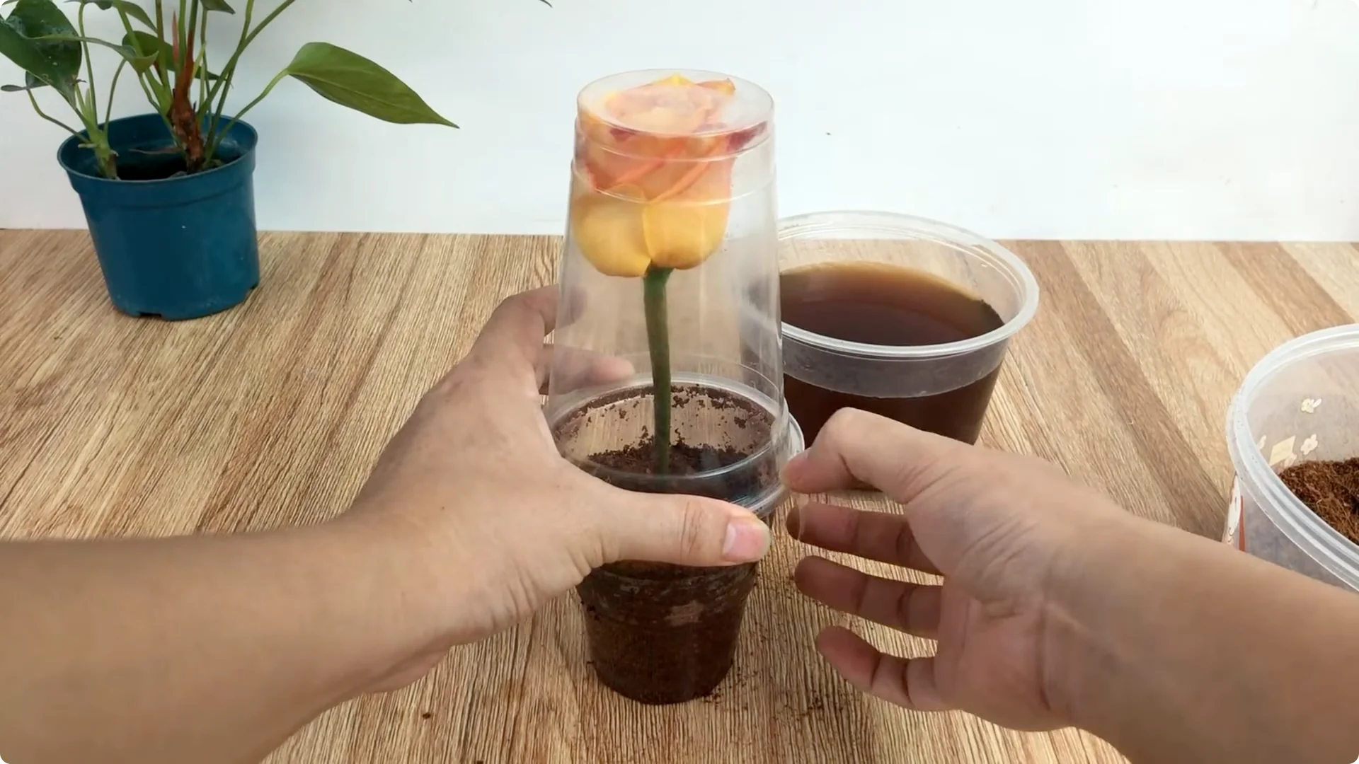 How This Coffee Mug Helps Roses Root 800x Faster screenshot 6
