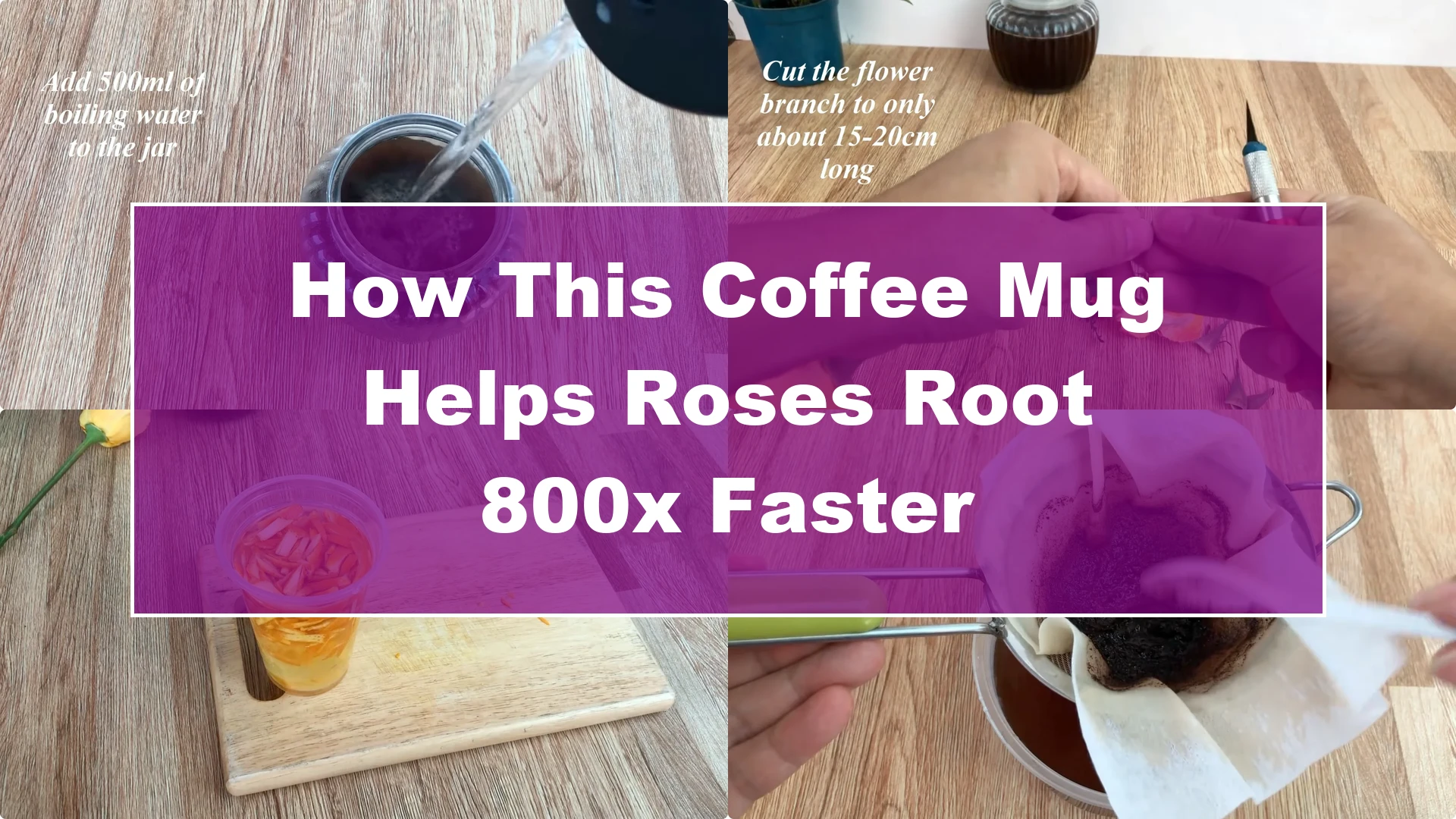 How This Coffee Mug Helps Roses Root 800x Faster - Featured Image