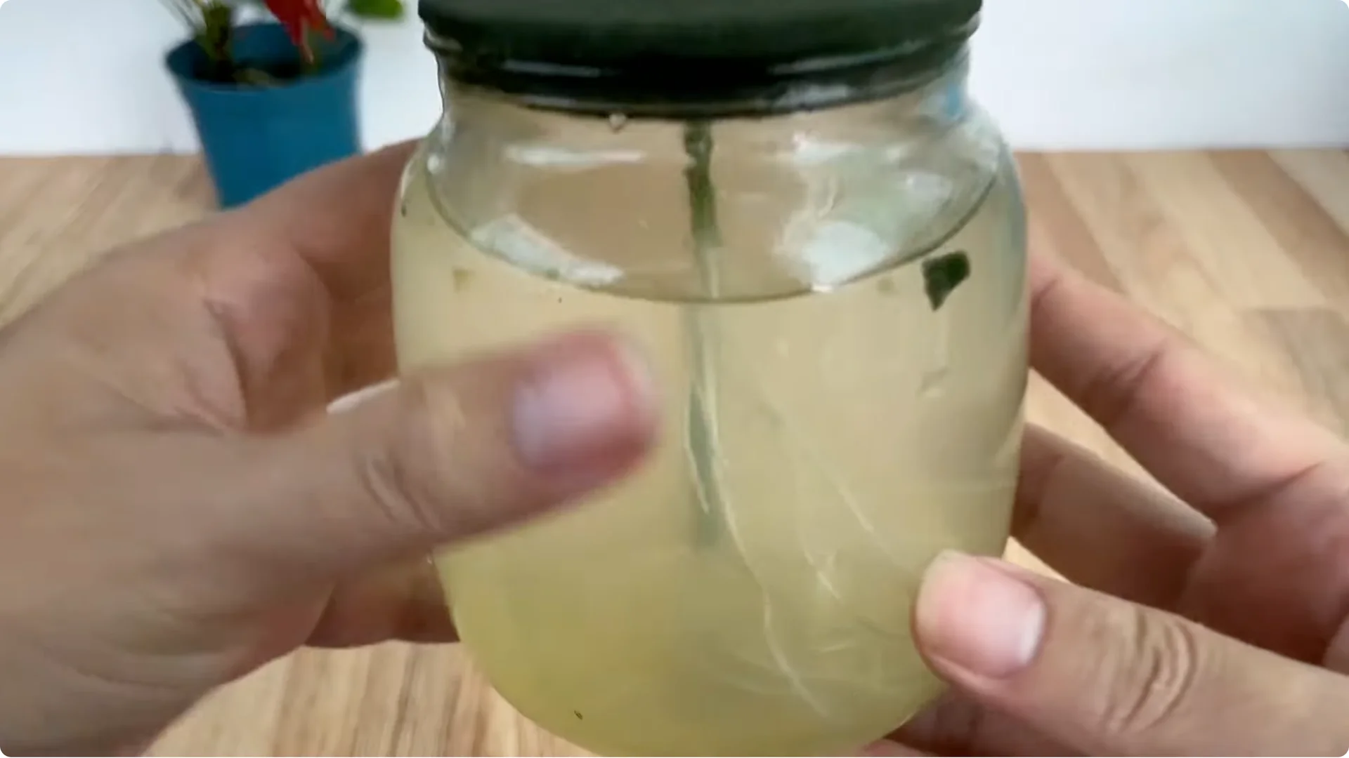 How This Simple Trick Helps Rose Stems Root and Bloom More screenshot 14