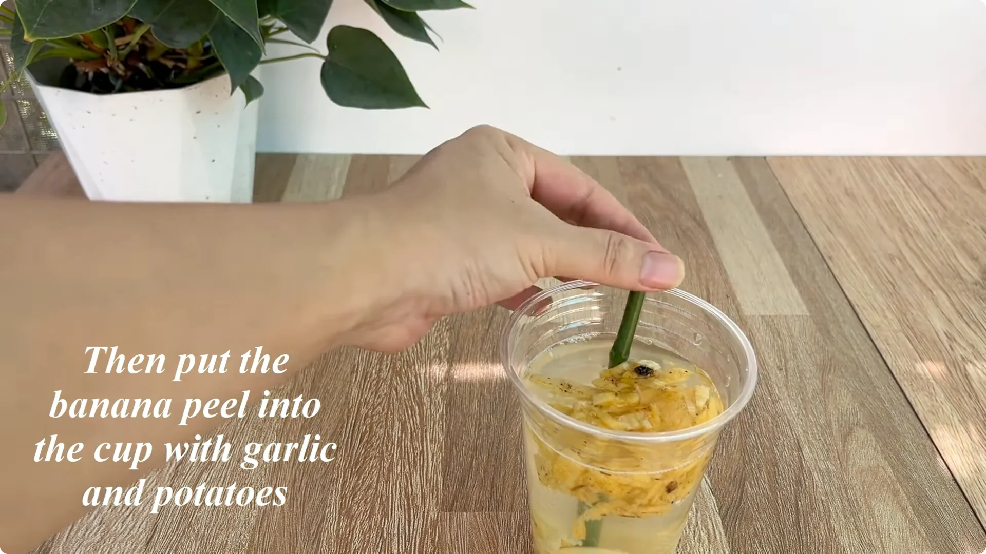 How This Simple Trick Helps Rose Stems Root and Bloom More screenshot 3