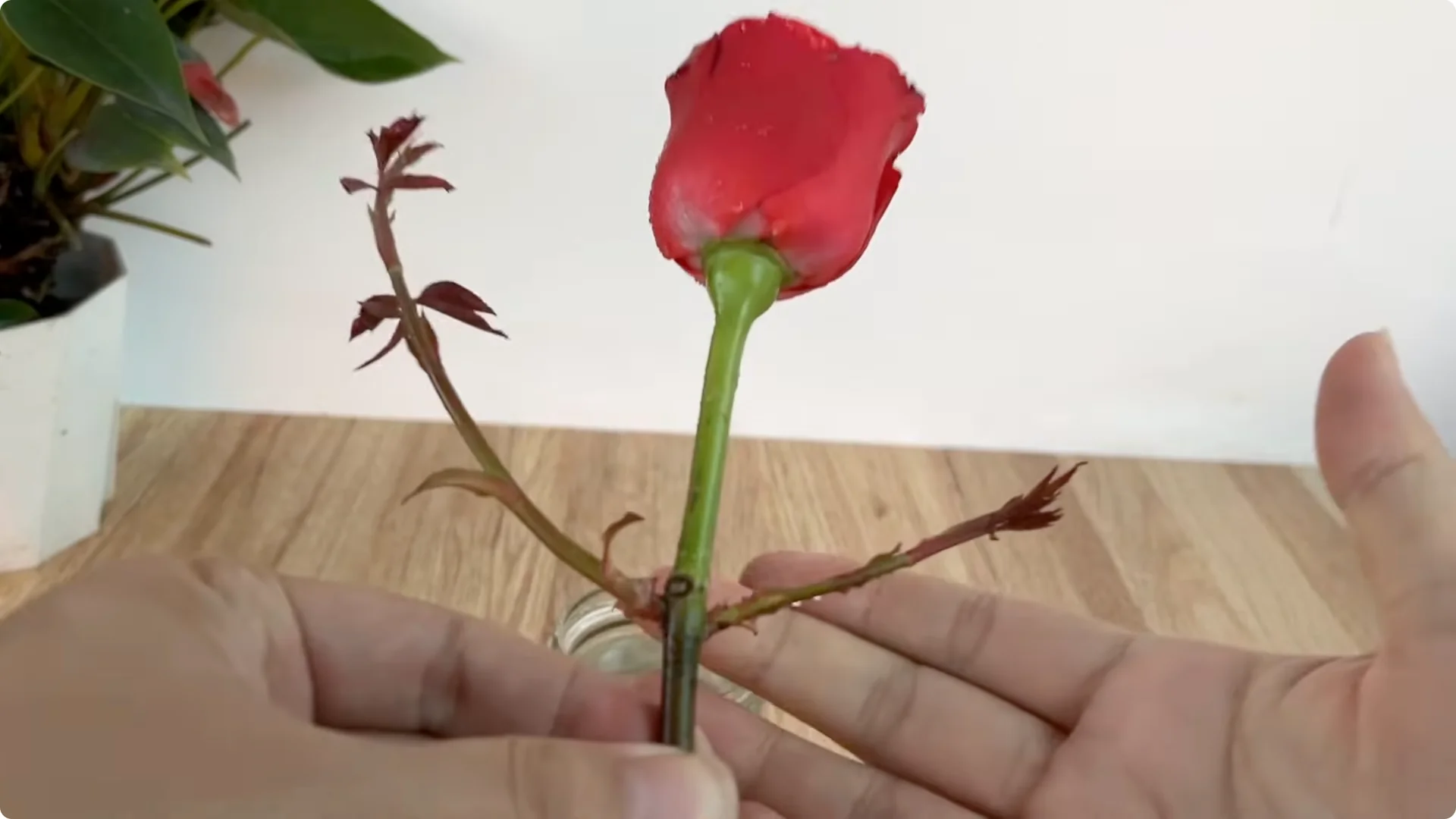 How This Simple Trick Helps Roses Root and Bloom Fast screenshot 16
