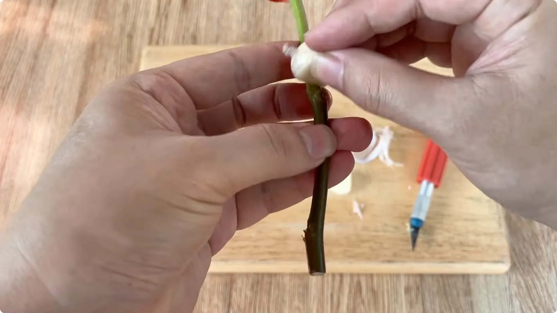 How This Simple Trick Helps Roses Root and Bloom Fast screenshot 6