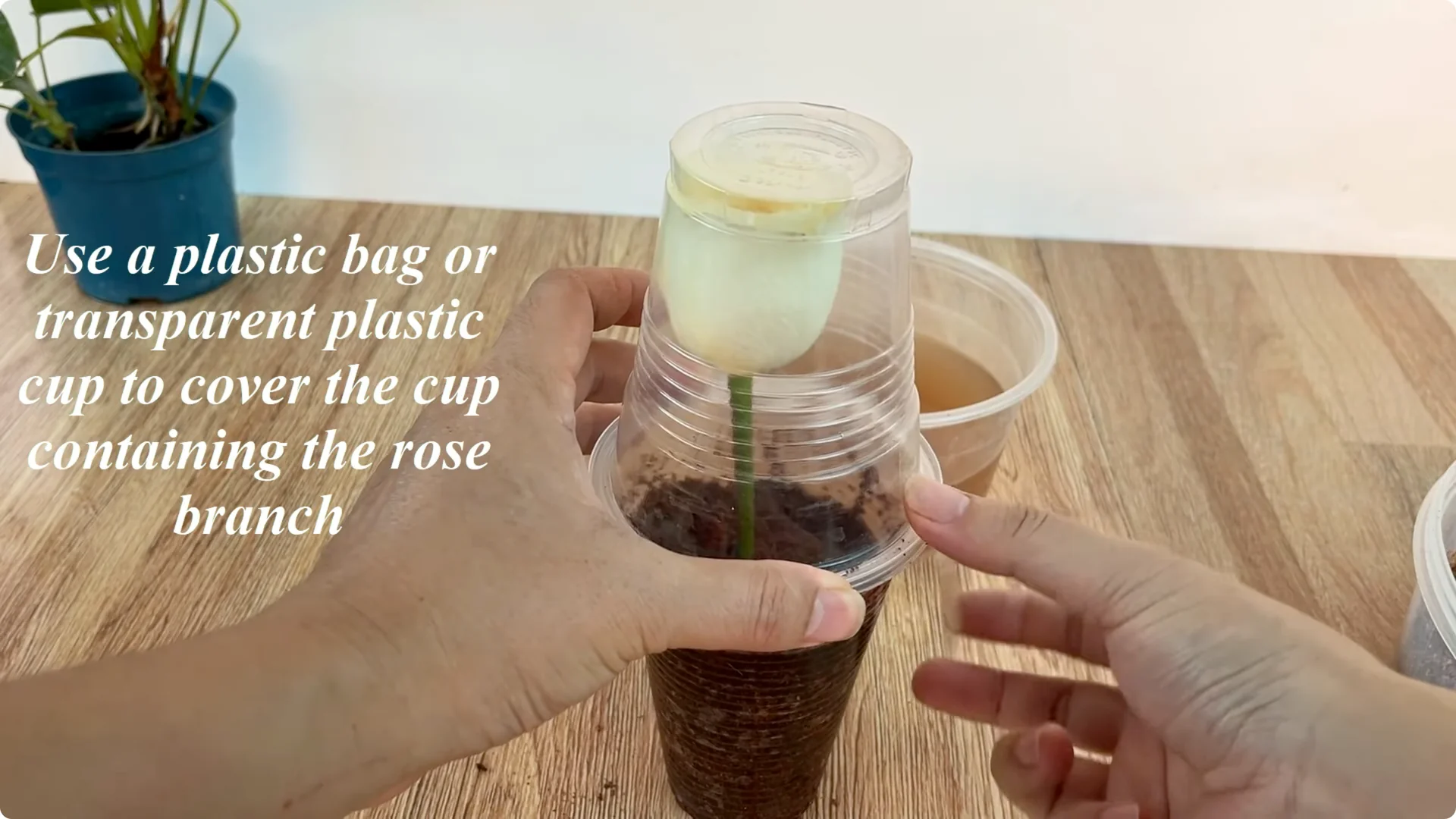 How to Propagate Roses with Coca: A Simple, Effective Method screenshot 12
