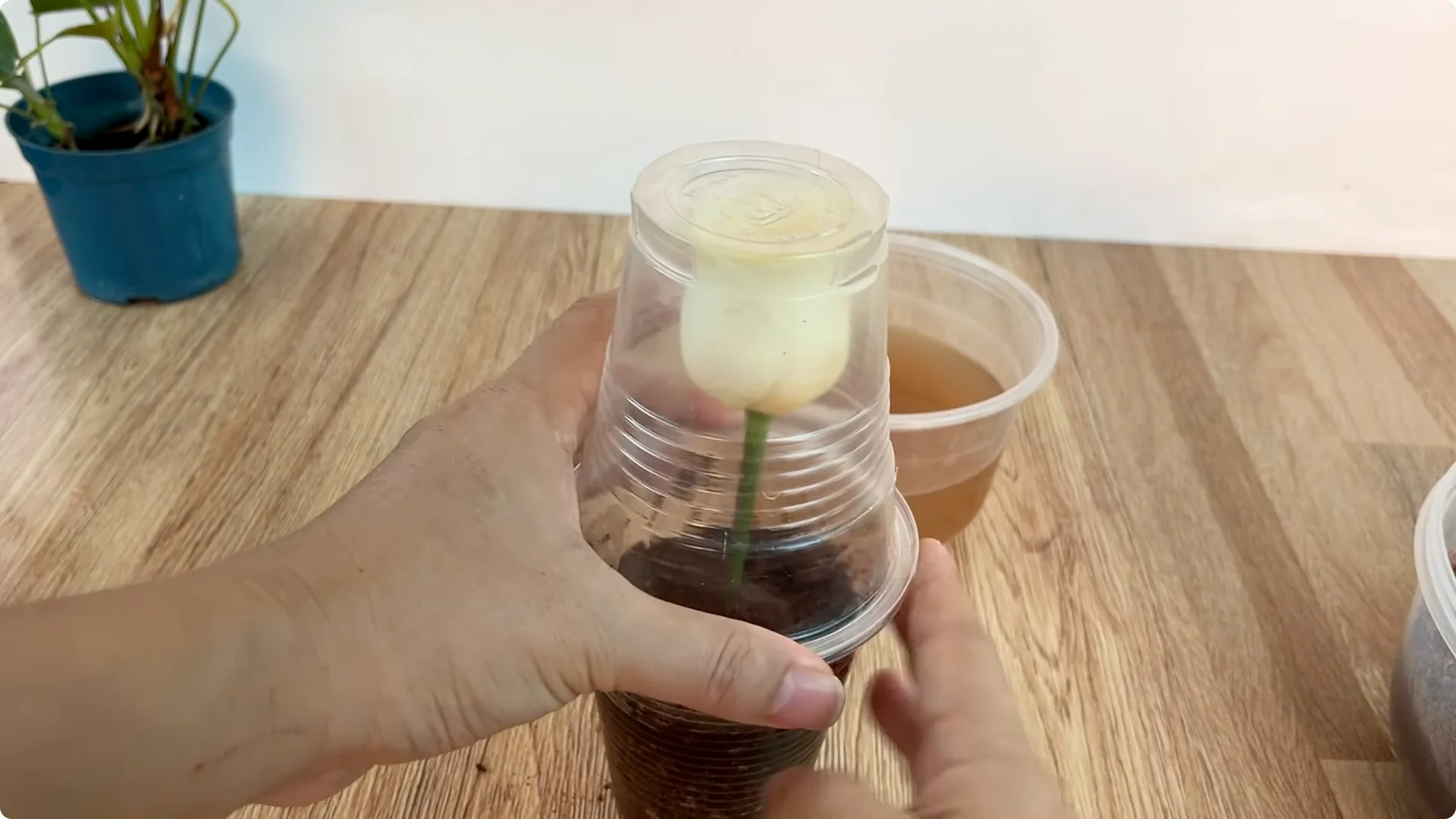 How to Propagate Roses with Coca: A Simple, Effective Method screenshot 13
