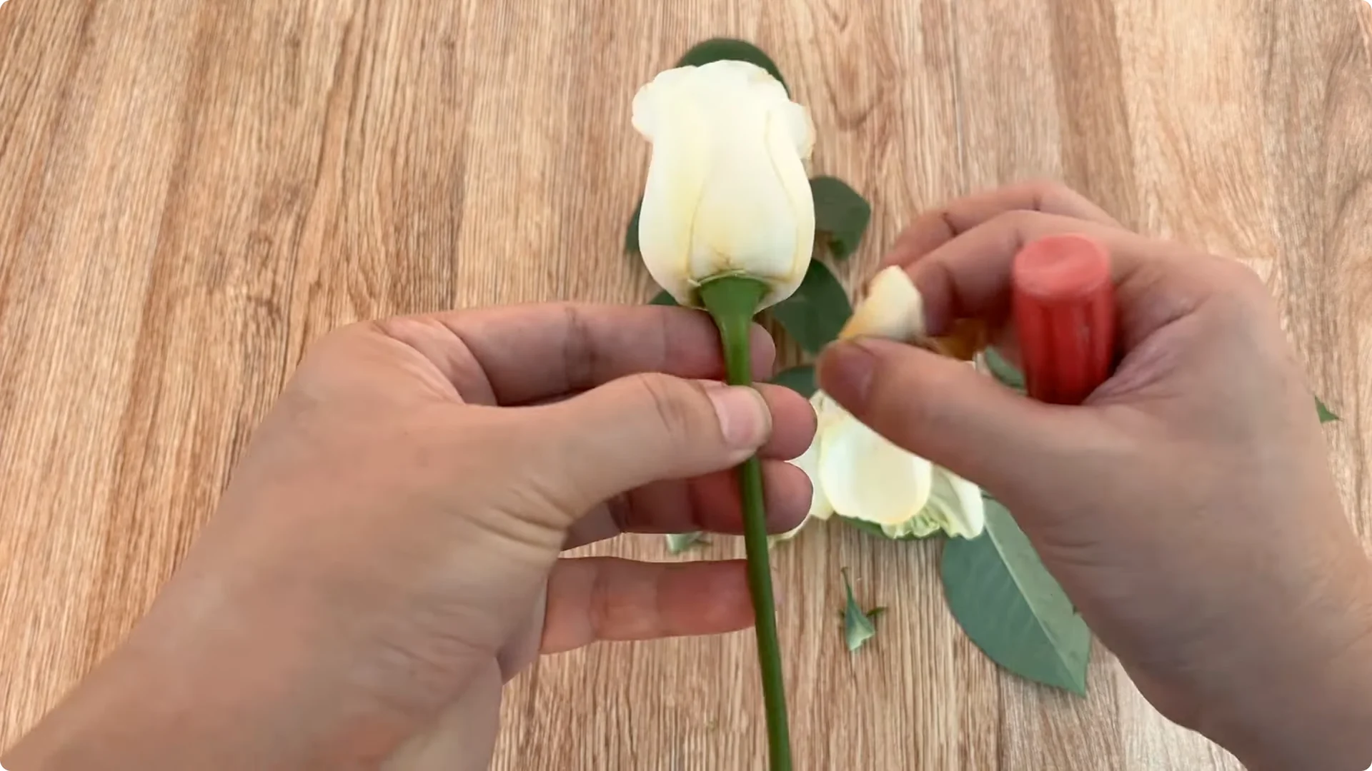 How to Propagate Roses with Coca: A Simple, Effective Method screenshot 2