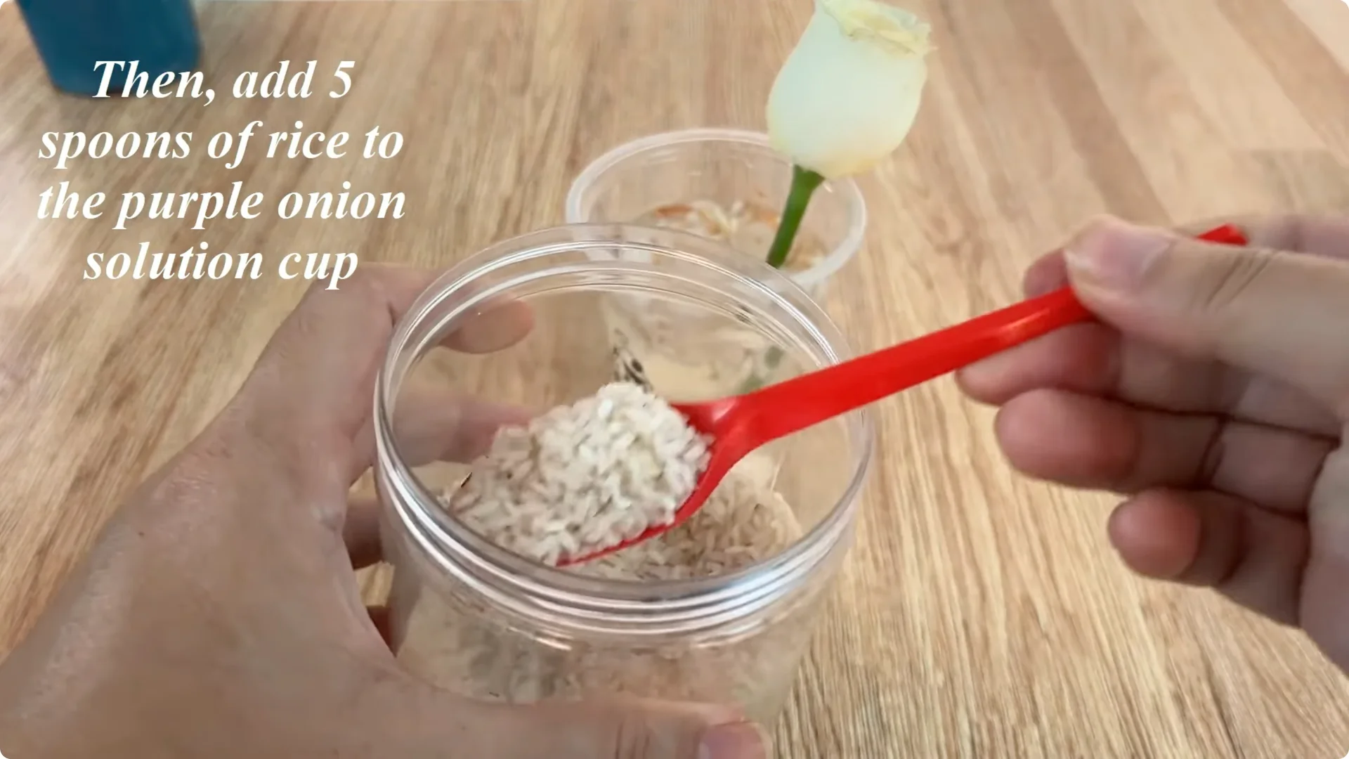 How to Propagate Roses with Coca: A Simple, Effective Method screenshot 5