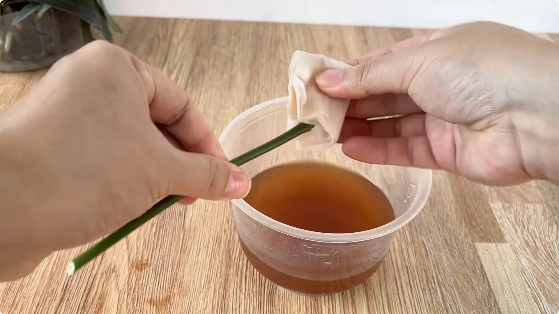 The Secret to Helping Roses Root and Sprout Quickly screenshot 4