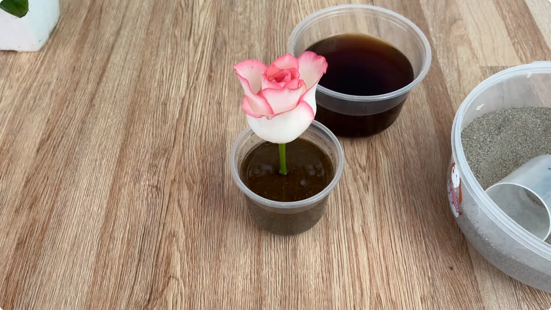 The Simple Method That Surprised Me When Propagating Roses screenshot 7