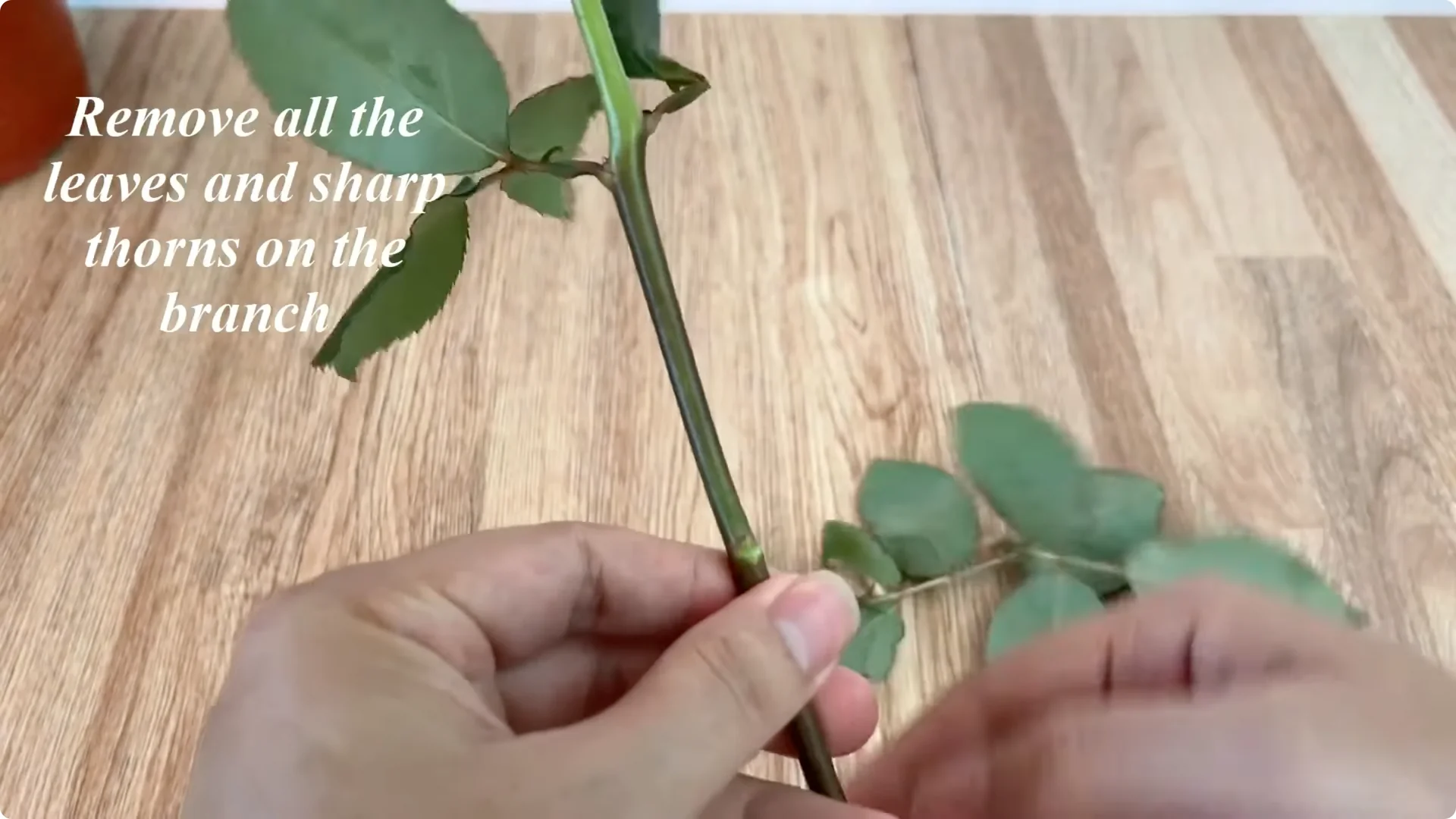 The Simple Trick That Makes Rose Propagation Effortless screenshot 1