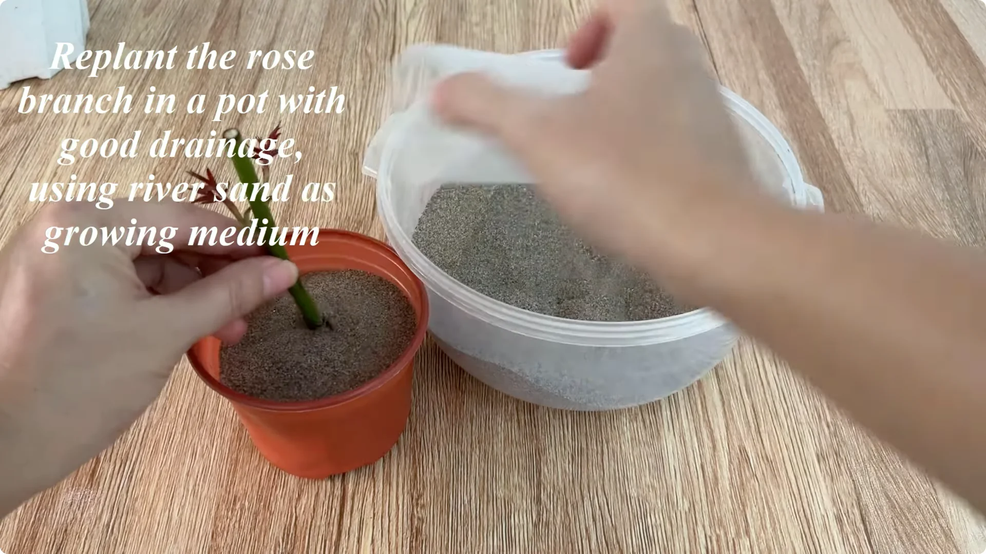 The Surprising Simple Method to Propagate Roses Easily screenshot 8