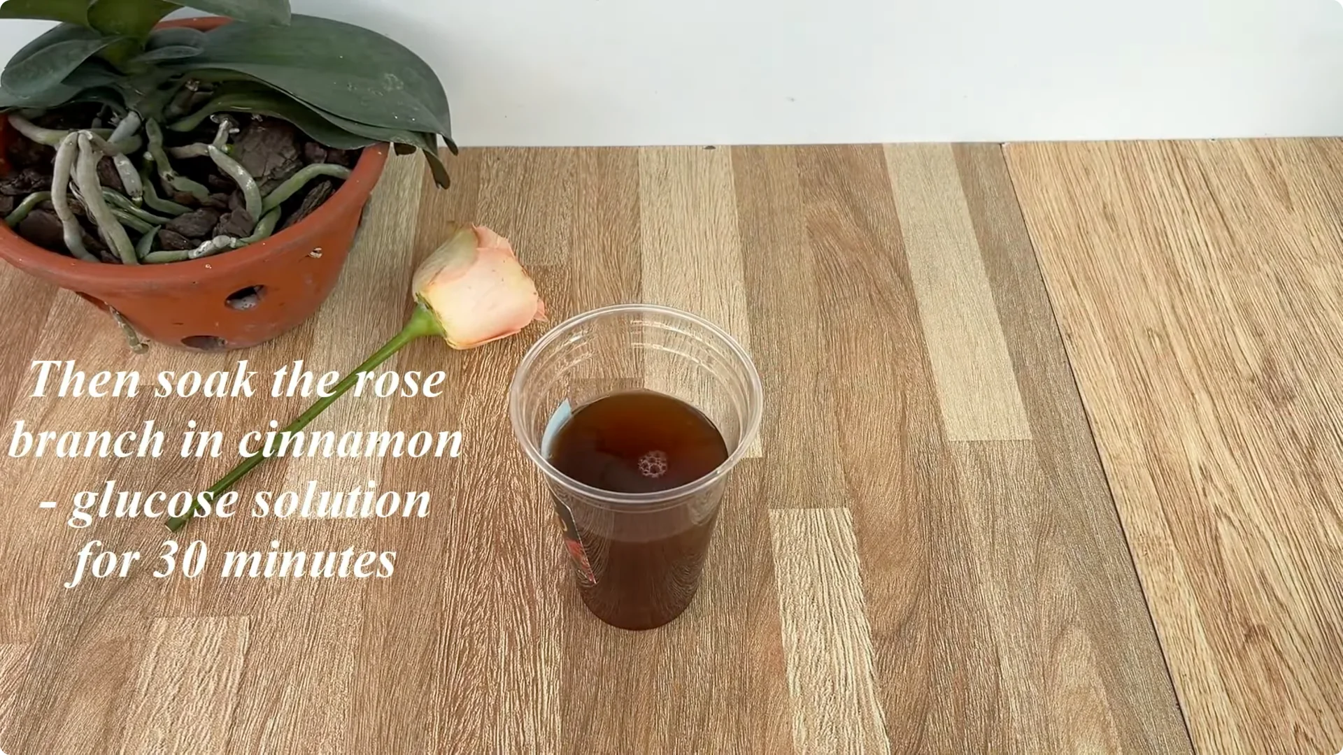 Why Any Rose Branch Can Root and Grow Much Faster screenshot 9
