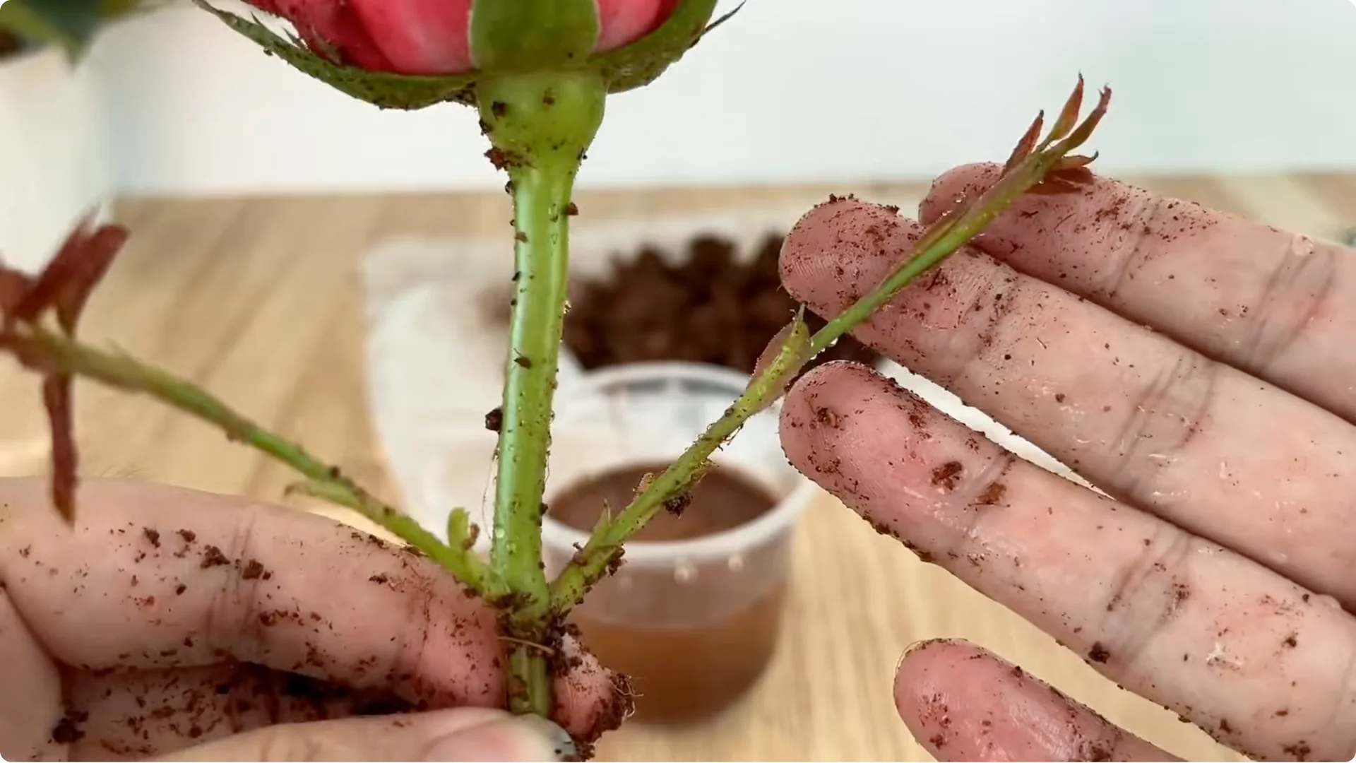 Why Did This Rose Branch Suddenly Grow Roots and Flowers? screenshot 7