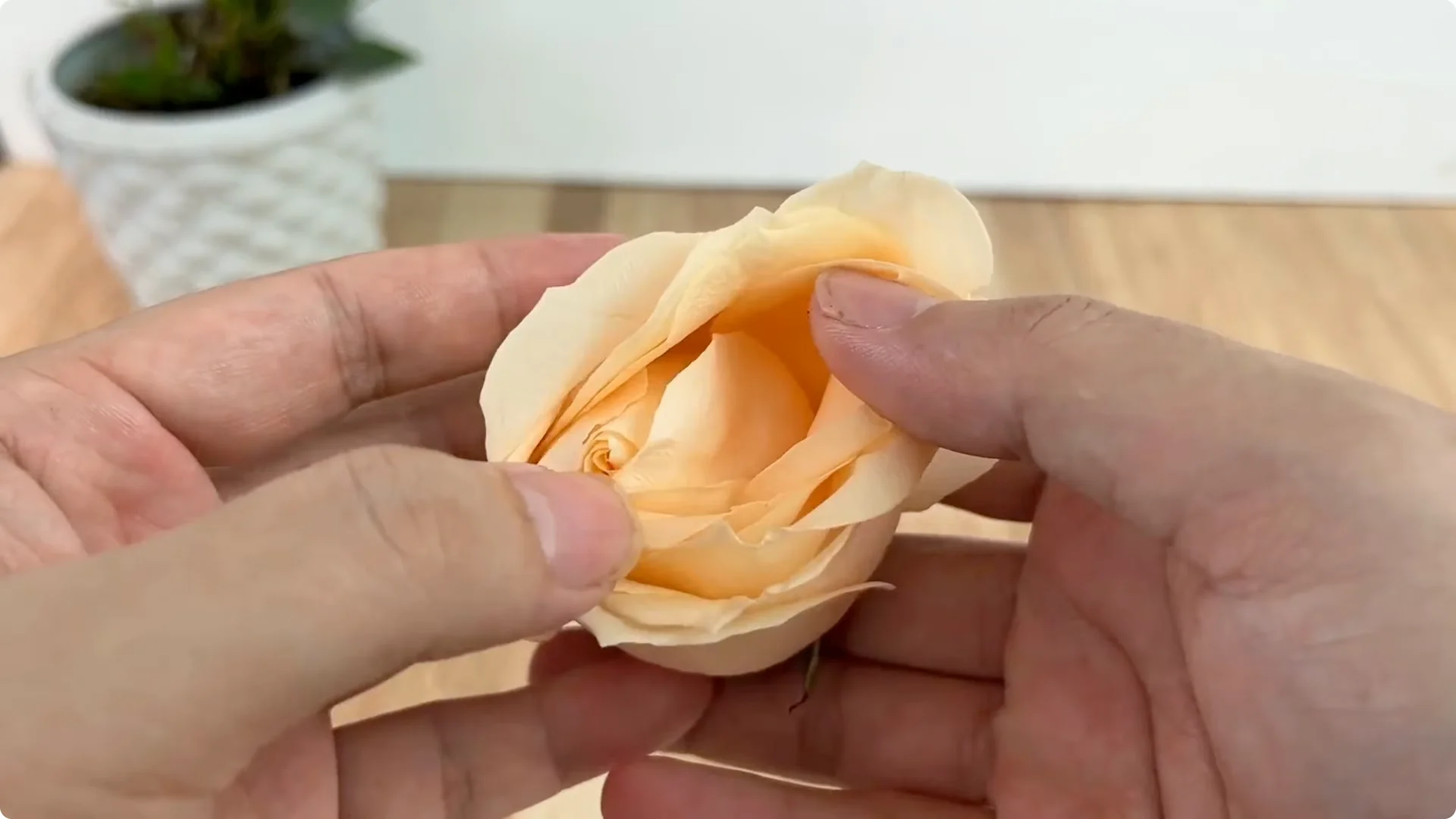 Discover This Little-Known Simple Method for Rose Propagation screenshot 1